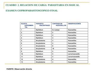 CUADRO  2. RELACION DE CARGA  PARASITARIA EN BASE AL EXAMEN COPROPARASITOSCOPICO FINAL   FUENTE: Observación directa Huevesillos  3 Ancylostoma 13 Huevesillos  4 Ancylostoma 12 Larva-huevesillo 3 Dipilidium 11 Larva-huevesillo 5 Dipilidium 10 Huevesillos 2 Dipilidium 9 Huevesillos 10 Ancylostoma 8 Huevesillos 8 Ancylostoma 7 Huevesillos 2 Ancylostoma 6 Huevesillos 3 Ancylostoma 5 Huevesillos 3 Dipilidium 4 Huevesillos 4 Dipilidium 3 Huevesillos 2 Dipilidium 2 Huevesillos 6 x campo Dipilidium 1 OBSERVACIONES CANTIDAD DE HUEVESILLOS PARASITO ENCONTRADO SUJETO EXPERIMENTAL 