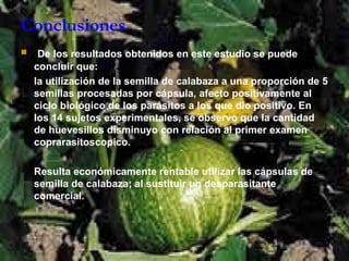 Conclusiones   De los resultados obtenidos en este estudio se puede concluir que: la utilización de la semilla de calabaza a una proporción de 5 semillas procesadas por cápsula, afecto positivamente al ciclo biológico de los parásitos a los que dio positivo. En los 14 sujetos experimentales, se observo que la cantidad de huevesillos disminuyo con relación al primer examen coprarasitoscopico. Resulta económicamente rentable utilizar las cápsulas de semilla de calabaza; al sustituir un desparasitante comercial. 