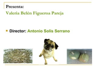 Presenta: Valeria Belén Figueroa Pareja   Director:  Antonio Solís Serrano 