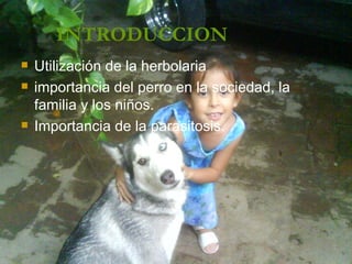 INTRODUCCION Utilización de la herbolaria importancia del perro en la sociedad, la  familia y los niños. Importancia de la parasitosis. 
