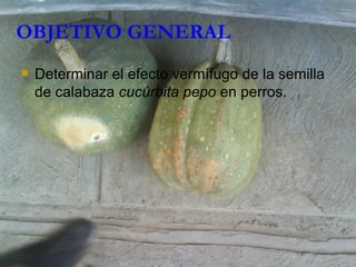 OBJETIVO GENERAL Determinar el efecto vermífugo de la semilla de calabaza  cucúrbita pepo  en perros.  