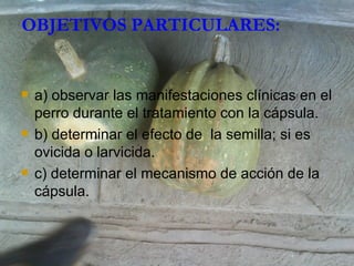 OBJETIVOS PARTICULARES: a) observar las manifestaciones clínicas en el perro durante el tratamiento con la cápsula. b) determinar el efecto de  la semilla; si es ovicida o larvicida. c) determinar el mecanismo de acción de la cápsula. 