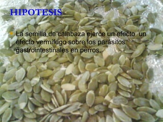 HIPOTESIS La semilla de calabaza ejerce un efecto  un efecto vermífugo sobre los parásitos gastrointestinales en perros. 