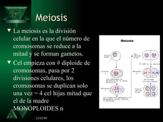 Meiosis <ul><li>La meiosis es la división celular en la que el número de cromosomas se reduce a la mitad y se forman gamet...