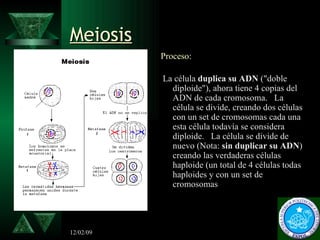 Meiosis <ul><li>Proceso:   </li></ul><ul><li>La célula  duplica su ADN  (&quot;doble diploide&quot;), ahora tiene 4 copias...