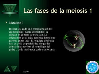   Las fases de la meiosis 1   <ul><li>Metafase I       Bivalentes, cada uno compuesto de dos cromosomas (cuatro cromatidas...