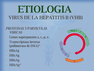 ETIOLOGIA  VIRUS DE LA HEPATITIS B (VHB) PROTEINAS Y PARTICULAS VIRICAS Genes superpuestos s, c, p, x Transcriptasa inversa (polimerasa de DNA)* HBsAg HBcAg HBeAg HBxAg* 