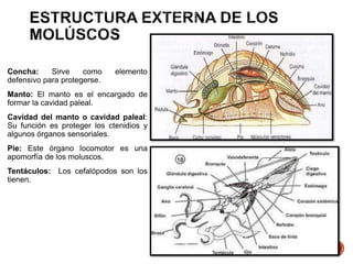 Concha: Sirve como elemento
defensivo para protegerse.
Manto: El manto es el encargado de
formar la cavidad paleal.
Cavidad del manto o cavidad paleal:
Su función es proteger los ctenidios y
algunos órganos sensoriales.
Pie: Este órgano locomotor es una
apomorfía de los moluscos.
Tentáculos: Los cefalópodos son los
tienen.
 