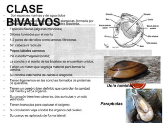 • Son especies marinas y de agua dulce
• Pueden tener conchas globulares o alargadas, formada por
dos piezas (valvas), una derecha y otra izquierda.
• Especies dioicas (algunas monoicas)
• Sifones formados por el manto
• 1-2 pares de ctenidios como laminas filtradoras
• Sin cabeza ni radícula
• Palpos labiales carnosos
• Pie cuneiforme(pelecípodos)
• La concha y el manto de los bivalvos se encuentran unidos.
• Tienen un manto que segrega material para formar la
concha.
• Su concha está hecha de calcita o aragonita.
• Tienen ligamentos en las conchas formados de proteínas
de queratina.
• Tienen un cerebro bien definido que controlan la cavidad
del manto y otros órganos.
• Su corazón tiene tres cámaras, dos aurículas y un solo
ventrículo.
• Tienen branquias para capturar el oxígeno.
• Su circulación viaja a todos los órganos del bivalvo.
• Su cuerpo es aplanado de forma lateral.
Unio tumidus
Parapholas
 