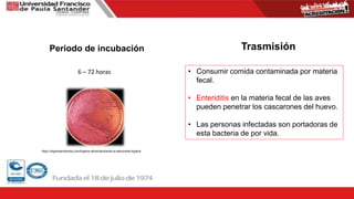 Periodo de incubación
6 – 72 horas
Trasmisión
• Consumir comida contaminada por materia
fecal.
• Enteriditis en la materia fecal de las aves
pueden penetrar los cascarones del huevo.
• Las personas infectadas son portadoras de
esta bacteria de por vida.
https://higieneambiental.com/higiene-alimentaria/ante-la-salmonella-higiene
 