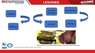 LESIONES
corazón
Riñones
articulacionesAumento
del hígado
Meningesperiostio
http://las-plumas-ala.com/2019/04/13/salmonelosis-en-las-aves-pulorosis-y-tifoidea-aviar/
 