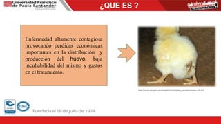 ¿QUE ES ?
Enfermedad altamente contagiosa
provocando perdidas económicas
importantes en la distribución y
producción del huevo, baja
incubabilidad del mismo y gastos
en el tratamiento.
https://mundo-pecuario.com/tema24/enfermedades_aves/salmonelosis-144.html
 