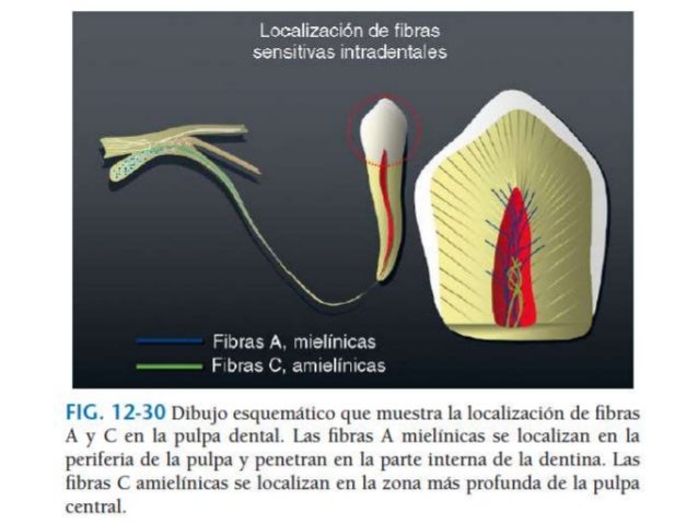 estructura y funciones del complejo pulpodentinario