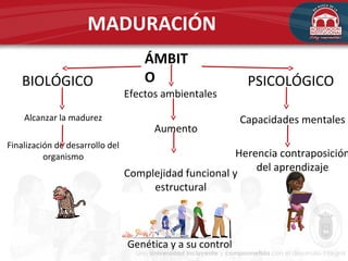 MADURACIÓN
ÁMBIT
OBIOLÓGICO PSICOLÓGICO
Alcanzar la madurez
Finalización de desarrollo del
organismo
Capacidades mentales
Herencia contraposición
del aprendizaje
Aumento
Efectos ambientales
Complejidad funcional y
estructural
Genética y a su control
 