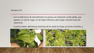 • Con la deficiencia de este elemento se asocia una coloración verde pálida, que
aparece, en primer lugar, en las hojas inferiores, para luego moverse hacia las
superiores.
• Cuando existen deficiencias extremas de N, todas las hojas se tornan amarillas, y
llegan a producirse coloraciones púrpuras en sus tejidos y venas.
Nitrógeno (N)
 