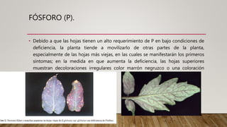 FÓSFORO (P).
• Debido a que las hojas tienen un alto requerimiento de P en bajo condiciones de
deficiencia, la planta tiende a movilizarlo de otras partes de la planta,
especialmente de las hojas más viejas, en las cuales se manifestarán los primeros
síntomas; en la medida en que aumenta la deficiencia, las hojas superiores
muestran decoloraciones irregulares color marrón negruzco o una coloración
purpúrea en el envés,
 