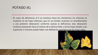 POTASIO (K).
• En casos de deficiencia, el K se transloca hacia los meristemos; los síntomas se
muestran en las hojas inferiores, que en sus bordes muestran un amarillamiento
y una posterior desecación conforme avanza la deficiencia; esta desecación
continúa avanzando hacia el interior de la lámina foliar y de las hojas basales a las
superiores e inclusive puede haber una defoliación prematura de las hojas viejas.
 