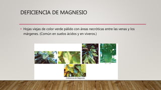DEFICIENCIA DE MAGNESIO
• Hojas viejas de color verde pálido con áreas necróticas entre las venas y los
márgenes. (Común en suelos ácidos y en viveros.)
 