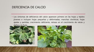 DEFICIENCIA DE CALCIO
• Los síntomas de deficiencia del calcio aparecen primero en las hojas y tejidos
jóvenes e incluyen hojas pequeñas y deformadas, manchas cloróticas, hojas
ajadas y partidas, crecimiento deficiente, retraso en el crecimiento de raíces y
daños a la fruta.
 