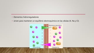 • Elementos hidrorreguladores
• sirven para mantener un equilibrio electroquímico en las células (K, Na y Cl).
 