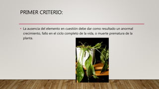 PRIMER CRITERIO:
• La ausencia del elemento en cuestión debe dar como resultado un anormal
crecimiento, fallo en el ciclo completo de la vida, o muerte prematura de la
planta.
 