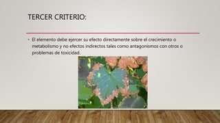 TERCER CRITERIO:
• El elemento debe ejercer su efecto directamente sobre el crecimiento o
metabolismo y no efectos indirectos tales como antagonismos con otros o
problemas de toxicidad.
 