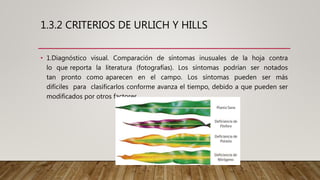 1.3.2 CRITERIOS DE URLICH Y HILLS
• 1.Diagnóstico visual. Comparación de síntomas inusuales de la hoja contra
lo que reporta la literatura (fotografías). Los síntomas podrían ser notados
tan pronto como aparecen en el campo. Los síntomas pueden ser más
difíciles para clasificarlos conforme avanza el tiempo, debido a que pueden ser
modificados por otros factores.
 