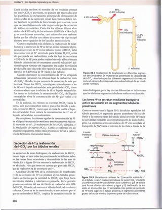 Unidad V Los líquidos corporalesy los riñones
Estos ácidos reciben el nom bre de no volátiles porque
no son H2C 0 3y, por tanto, no pueden ser excretados por
los pulmones. El mecanismo principal de eliminación de
estos ácidos es la excreción renal. Los riñones deben evi­
tar también la pérdida de bicarbonato por la orina, tarea
que es cuantitativam ente más im portante que la excreción
de ácidos no volátiles. Cada día los riñones filtran alre­
dedor de 4.320 mEq de bicarbonato (1801/día x 24mEq/l)
y, en condiciones normales, casi todos ellos son reabsor­
bidos por los túbulos con objeto de conservar el principal
sistema am ortiguador de los líquidos extracelulares.
Como se expondrá más adelante, la reabsorción de bicar­
bonato y la excreción de H+se llevan a cabo mediante el pro­
ceso de secreción de H+en los túbulos. Como el H C 0 3~debe
reaccionar con el H+ secretado para formar H2C 0 3 antes
de que pueda ser reabsorbido, cada día han de secretarse
4.320 mEq de H +para poder reabsorber todo el bicarbonato
filtrado. Además han de secretarse unos 80 mEq de H+adi­
cionales para eliminar del organismo los ácidos no volátiles
producidos cada día; todo ello equivale a una secreción dia­
ria total de 4.400 mEq de H+hacia la luz tubular.
Cuando disminuye la concentración de H+ en el líquido
extracelular (alcalosis), los riñones dejan de reabsorber todo
el HCOj“ filtrado, lo que aumenta la excreción de este por
la orina. Como los HCOs~ amortiguan normalmente a los
de H +en el líquido extracelular, esta pérdida de H C 0 3_ tiene
el mismo efecto que la adición de H+al liquido extracelular.
Por tanto, en la alcalosis, la extracción de H C 03~del líquido
extracelular eleva la concentración de H + que vuelva a la
normalidad.
En la acidosis, los riñones no excretan H C 0 3_ hacia la
orina, sino que reabsorben todo el que se ha filtrado y, ade­
más, producen H C 0 3~nuevo que se envía de vuelta al líqui­
do extracelular. Esto reduce la concentración de H+ en el
líquido extracelular, normalizándola.
De estaforma, los riñones regulan la concentración de H*
en el líquido extracelular mediante tres mecanismos básicos:
1) secreción de H *; 2) reabsorción de los HCO~ filtrados, y
3) producción de nuevos HCO~. Como se expondrá en las
secciones siguientes, todos estos procesos se llevan a cabo a
través del mismo mecanismo básico.
Secreción de H +y reabsorción
de H C 0 3
_ por los túbulos renales
La secreción de iones hidrógeno y la reabsorción de H C 0 3~
tienen lugar en casi todas las porciones de los túbulos, salvo
en las ramas finas ascendente y descendente de las asas de
Henle. En la figura 30-4 se resume la reabsorción de H C 0 3~
en el túbulo. Hay que tener en cuenta que por cada H C 0 3~
que se reabsorbe ha de secretarse un H 
Alrededor del 80-90% de la reabsorción de bicarbonato
(y de la secreción de H+) se produce en los túbulos proxi-
males, de forma que la cantidad de H C 0 3~ que fluye hacia
los túbulos distales y colectores es pequeña. En la porción
gruesa ascendente del asa de Henle se reabsorbe otro 10%
del H C 0 3- filtrado y el resto en el túbulo distal y el conducto
colector. Como ya se ha mencionado, el mecanismo por el
que se reabsorbe el H C 0 3~ implica la secreción tubular de
85%
(3.672 mEq/día)
Figura 30-4 Reabsorción de bicarbonato en diferentes segmen­
tos del túbulo renal. Se muestran los porcentajes de carga filtrada
de HC03
 absorbidos por los diferentes segmentos tubulares, así
como el número de miliequivalentes reabsorbidos al día en condi­
ciones normales.
iones hidrógeno, pero hay ciertas diferencias en la forma en
que los distintos segmentos tubulares realizan esta función.
Los iones H+se secretan mediante transporte
activo secundario en los segmentos tubulares
proximales
Como se muestra en la figura 30-5, las células epiteliales del
túbulo proximal, el segmento grueso ascendente del asa de
Henle y la primera parte del túbulo distal secretan H* hacia
la luz tubular mediante un contratransporte de sodio-hidró-
geno. La secreción activa secundaria de H* está acoplada al
transporte de Na+hacia el interior de la célula a través de la
Líquido
intersticial Células tubulares
Luz
tubular
Na++H C 03“
Figura 30-5 Mecanismos celulares de: 1) secreción activa de H+
en el túbulo renal; 2) reabsorción tubular de iones HC03
_mediante
la combinación de H+ para formar ácido carbónico, que se disocia
para formar dióxido de carbono y agua, y 3) reabsorción de ion
sodio en intercambio por H+ secretados. Este patrón de secreción
de H+ tiene lugar en el túbulo proximal, el segmento ascendente
grueso del asa de Henle y la primera parte del túbulo distal.
桴瑰㨯⽢潯歳浥摩捯献潲
桴瑰㨯⽢潯歳浥摩捯献潲
 