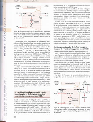 Unidad V Los líquidos corporalesy los riñones
Líquido
intersticial
renal l Células tubulares
Luz
tubular
Figura 30-6 Secreción activa de H+ a través de la membrana
luminal de las células epiteliales intercaladas de la porción final del
túbulo distal y el túbulo colector. Obsérvese que se absorbe un ion
HC03
” por cada H+secretado, y que se secreta de forma pasiva un
ion cloro con el H+.
La secreción activa primaria de H+ se debe a tipos espe­
ciales de células llamadas células intercaladas, situadas en la
porción final de los túbulos distales y en los túbulos colec­
tores. La secreción de H+ por estas células se hace en dos
pasos: 1) el C 0 2 disuelto en la célula se combina con H20
para formar H ,C 0 3y 2) el H ,C 03 se disocia en H C 0 3~ que
se reabsorben hacia la sangre y H+ que se secretan hacia el
túbulo gracias al mecanismo del hidrógeno-ATPasa. Por
cada H+ secretado se reabsorbe un H C 0 3~, proceso similar
al de los túbulos proximales. La principal diferencia es que el
H+se mueve a través de la membrana luminal mediante un
bombeo activo de EL en lugar de hacerlo por un contratrans­
porte, tal como sucede en las porciones más proximales de
la nefrona.
Aunque la secreción de H+en la porción final del túbulo
distal y en los túbulos colectores sólo representa un 5% de
la cantidad total de H+secretada, se trata de un mecanismo
importante para la formación de una orina con la máxima
acidez. En los túbulos proximales, la concentración de H+
sólo puede aumentar unas tres o cuatro veces, y el pH del
líquido tubular puede reducirse a sólo 6,7, aunque este seg­
mento de la nefrona excreta grandes cantidades de H+. Pero
la concentración de H +puede aumentar en los túbulos colec­
tores hasta 900 veces. Esto reduce el pH del líquido tubular
hasta 4,5, el límite inferior de pH que pueden lograr unos
riñones normales.
La com binación del exceso de H + con los
am ortiguadores de fosfato y am oníaco
en el túbulo genera «nuevos» H C 0 3
~
Cuando se secretan más H* al líquido tubular que H C 0 3_ se
ha filtrado, sólo una parte del exceso de EL puede excretarse
en la forma iónica (EL) por la orina. La razón es que el pH
mínimo de la orina es de alrededor de 4,5, lo que corresponde
a una concentración de EL de 10“4,5mEq/1 o 0,03 mEq/1. Por
tanto, por cada litro de orina formada sólo pueden excre­
tarse alrededor de 0,03 mEq de H+ libres. Para excretar los
80 mEq de ácidos no volátiles formados diariamente en el
metabolismo, si los EL permanecieran libres en la solución,
serían necesarios unos 2.667 1de orina.
La excreción de grandes cantidades de iones hidrógeno
(en ocasiones incluso 500mEq/día) por la orina se logra fun­
damentalmente combinando el EL con los amortiguadores
presentes en el líquido tubular. Los más importantes son los
amortiguadores fosfato y amoníaco. Otros sistemas amor­
tiguadores más débiles, como urato y citrato, son mucho
menos importantes.
Cuando los EL se titulan con bicarbonato en el líquido
tubular, se produce una reabsorción de un H C 03“ por cada
H+secretado, como se explicó antes. Pero cuando existe un
exceso de H+ en la orina, se combina con otros amortigua­
dores distintos al del H C 0 3~, lo que lleva a la producción de
nuevos H C 0 3' que también pueden pasar a la sangre. Por
tanto, cuando hay un exceso de EL en el líquido extracelular,
los riñones no sólo reabsorben todo el H C 0 3~ filtrado, sino
que también generan nuevo H C 03_, ayudando así a repo­
ner el que se ha perdido a causa de la acidosis del líquido
extracelular. En las dos secciones siguientes se expondrán los
mecanismos por los que los amortiguadores de fosfato y de
amoníaco contribuyen a generar nuevo bicarbonato.
El sistema amortiguador de fosfato transporta
el exceso de H+ en la orina y genera nuevo H C 0 3~
El sistema amortiguador de fosfato está compuesto de H P04=
y H,;P 0 4~. Ambos se concentran en el líquido tubular gracias
a que el agua normalmente se reabsorbe en mayor medida
que el fosfato en los túbulos renales. Por tanto, aunque el fos­
fato no sea un amortiguador importante en el líquido extra-
celular, es mucho más eficaz en el líquido tubular.
Otro factor que acrecienta la importancia del fosfato
como amortiguador tubular es el hecho de que la pK de este
sistema es de alrededor de 6,8. En condiciones normales, la
orina es ligeramente àcida, con un pH cercano a la pK del
sistema amortiguador del fosfato. Por tanto, en los túbulos,
este sistema funciona normalmente cerca del margen de pH
más eficaz.
La figura 30-7 muestra la secuencia de acontecimien­
tos por los que se excretan EL en combinación con el
Líquido
intersticial
renal
Células tubulares
Luz
tubular
Na++ NaHPOa
+ NaHPOd
Figura 30-7 Amortiguación de iones hidrógeno secretados por el
fosfato filtrado (NaHPO^). Obsérvese que se devuelve un nuevo
ion HC03
 a la sangre por cada NaHP04
_, que reacciona con un
H+secretado.
388
桴瑰㨯⽢潯歳浥摩捯献潲
桴瑰㨯⽢潯歳浥摩捯献潲
 