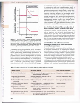 se excreten más iones junto a una mayor excreción de agua.
La concentración de la orina se altera porque se reduce la
concentración de estos iones en el líquido intersticial de la
médula renal y, por tanto, la osmolaridad de la médula renal.
En consecuencia, disminuye la reabsorción de líquido en los
conductos colectores, de manera que la capacidad de con­
centración máxima de los riñones también se reduce mucho.
Además, la reducción de la osmolaridad del líquido inters­
ticial de la médula renal disminuye la absorción de agua en el
asa descendente de Henle. Debido a estos múltiples efectos,
el 20-30% del filtrado glomerular puede llegar a la orina, ha­
ciendo que, a muy corto plazo, la diuresis sea hasta 25 veces
con respecto a lo normal durante al menos unos minutos.
Los diuréticos tiacídicos inhiben la reabsorción de
sodio-cloro en la primera parte del tùbulo distai
Los derivados tiacídicos, como la clorotiacida, actúan sobre
todo en la primera parte del tùbulo distai bloqueando el
cotransportador sodio-cloro en la membrana luminal de las
células tubulares. En condiciones favorables, estos fármacos
pueden producir un máximo del 5-10% del filtrado glomerular
pase a la orina. Esta es aproximadamente la misma cantidad de
sodio que normalmente se reabsorbe en los túbulos distales.
Los inhibidores de la anhidrasa carbónica
bloquean la reabsorción de sodio-bicarbonato
en los túbulos proximales
Acetazolamida inhibe la enzima anhidrasa carbónica, que
1) aumentan mucho las cantidades de solutos que llegan a es crítica para la reabsorción del bicarbonato en el tùbulo
las partes distales de las nefronas, y estos actúan como sus- proximal, como se comentó en el capítulo 30. La anhidrasa
tancias osmóticas que impiden también la reabsorción de carbónica abunda en el tùbulo proximal, el principal lugar de
agua, y 2) la rotura del sistema multiplicador de contraco- acción de los inhibidores de la anhidrasa carbónica. Parte de
rriente al reducir la absorción de iones desde el asa de Henle la anhidrasa carbónica también está en otras células tubula-
hacia el intersticio medular, lo que reduce la osmolaridad del res, como en las células intercaladas del tùbulo colector,
líquido intersticial. Debido a este efecto, los diuréticos de asa Como la secreción de H+y la reabsorción de H C 0 3~en los
reducen la capacidad de los riñones de concentrar o diluir la túbulos proximales están acopladas a la reabsorción de sodio
orina. La dilución de la orina se altera porque la inhibición a través del mecanismo de contratransporte de sodio-ion de
de la reabsorción de sodio y cloro en el asa de Henle hace que hidrógeno en la membrana luminal, reducir la reabsorción
Tabla 31-1 Clases de diuréticos, sus mecanismos de acción y lugares de acción en el tubulo
Clase de diurético Mecanismo de acción Lugar de acción en el tùbulo
Diuréticos osmóticos (manitol) Inhiben la reabsorción de agua y solutos al aumentar Principalmente en túbulos proximales
la osmolaridad del líquido tubular
Diuréticos de asa (furosemida, Inhiben el cotransporte de Na+-K*-Cl~ en la Asa gruesa ascendente de Henle
bumetanida) membrana luminal
Diuréticos tiacídicos (hidroclorotiacida, Inhiben el cotransporte de Na+-Cl~ en la membrana Primera parte de túbulos distales
clortalidona) luminal
Inhibidores de la anhidrasa carbónica Inhiben la secreción de H+y la reabsorción de HC03
_, Túbulos proximales
(acetazolamida) lo que reduce la reabsorción de Na+
Antagonistas de la aldosterona Inhiben la acción de la aldosterona en el receptor Túbulos colectores
(espironolactona, eplerenona) tubular, reducen la reabsorción de Na+y reducen
la secreción de K*
Bloqueantes de los canales del sodio Bloquean la entrada de Na+en los canales del Na+de Túbulos colectores
(triamtereno, amilorida) la membrana luminal, reducen la reabsorción de
Na+y reducen la secreción de K+
Unidad V Los líquidos corporalesy los ríñones
Tiempo (días)
Figura 31-1 Excreción de sodio y volumen de líquido extracelular
durante la administración de diuréticos. El aumento inmediato de la
excreción de sodio se acompaña de una reducción del volumen de
líquido extracelular. Si se mantiene constante la ingestión de sodio,
mecanismos compensadores igualarán finalmente la excreción de
sodio a su ingestión, lo que restablecerá el equilibrio del sodio.
398 桴瑰㨯⽢潯歳浥摩捯献潲
桴瑰㨯⽢潯歳浥摩捯献潲
 