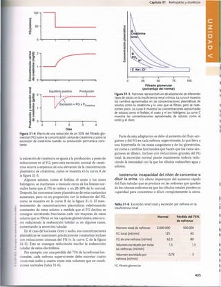 Capítulo 31 Nefropatías y diuréticos
c
I
g 50 -
G
100
Días
Figura 31-4 Efecto de una reducción de un 50% del filtrado glo­
merular (FC) sobre la concentración sérica de creatinina y sobre la
excreción de creatinina cuando su producción permanece cons­
tante.
la excreción de creatinina se iguala a la producción, a pesar de
reducciones en el FG; pero esta excreción normal de creati­
nina ocurre a expensas de una elevación de la concentración
plasmática de creatinina, como se muestra en la curva A de
la figura 31-5.
Algunos solutos, como el fosfato, el urato y los iones
hidrógeno, se mantienen a menudo cerca de los límites nor­
males hasta que el FG se reduce a un 20-30% de lo normal.
Después, las concentraciones plasmáticas de estas sustancias
aumentan, pero no en proporción con la reducción del FG,
como se muestra en la curva B de la figura 31-5. El man­
tenimiento de concentraciones plasmáticas relativamente
constantes de estos solutos a medida que el FG declina se
consigue excretando fracciones cada vez mayores de estos
solutos que se filtran en los capilares glomerulares; esto ocu­
rre reduciendo la reabsorción tubular o, en algunos casos,
aumentando la secreción tubular.
En el caso de los iones cloro y sodio, sus concentraciones
plasmáticas se mantienen prácticamente constantes incluso
con reducciones intensas del FG (v. la curva C de la figura
31-5). Esto se consigue reduciendo mucho la reabsorción
tubular de estos electrólitos.
Por ejemplo, con una pérdida del 75% de la nefronas fun­
cionales, cada nefrona superviviente debe excretar cuatro
veces más sodio y cuatro veces más volumen que en condi­
ciones normales (tabla 31-6).
25 50 75 100
Filtrado glomerular
(porcentaje del normal)
Figura 31-5 Patrones representativos de adaptación de diferentes
tipos de soluto en la insuficiencia renal crónica. La curva A muestra
los cambios aproximados en las concentraciones plasmáticas de
solutos como la creatinina y la urea que se filtran, pero se reab­
sorben poco. La curva B muestra las concentraciones aproximadas
de solutos como el fosfato, el urato y el ion hidrógeno. La curva C
muestra las concentraciones aproximadas de solutos como el
sodio y el cloro.
Parte de esta adaptación se debe al aumento del flujo san­
guíneo y del FG en cada nefrona superviviente, lo que lleva a
una hipertrofia de los vasos sanguíneos y de los glomérulos,
así como a cambios funcionales que hacen que los vasos san­
guíneos se dilaten. Incluso con reducciones grandes del FG
total, la excreción normal puede mantenerse todavía redu­
ciendo la intensidad con la que los túbulos reabsorben agua y
solutos.
Isostenuria: incapacidad del riñón de concentrar o
diluir la orina. Un efecto importante del aumento rápido
del flujo tubular que se produce en las nefronas que quedan
de los riñones enfermos es que los túbulos renales pierden su
capacidad para concentrar o diluir completamente la orina.
Tabla 31-6 Excreción renal total y excreción por nefrona en la
insuficiencia renal
Número total de nefronas
FG total (ml/min)
FC de una nefrona (nl/min)
Volumen excretado por todas
las nefronas (ml/min)
Volumen excretado por
nefrona (nl/min)
FG, filtrado glomerular.
Normal
2.000.000
125
62,5
1,5
0,75
Pérdida del 75%
de nefronas
500.000
40
80
1,5
405
桴瑰㨯⽢潯歳浥摩捯献潲
桴瑰㨯⽢潯歳浥摩捯献潲
 