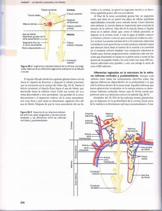 Unidad V Los Líquidos corporalesy los riñones
Tùbulo distaU
Tubulo proximal

Corteza
-Tubulo conector
-Cápsula
Mácula densa----------'
------Túbulo colector
cortical
Asa de Henle: Médula
Segmento grueso de la
rama ascendente------------
Segmento fino d e ----------- ------ Túbulo
la rama ascendente colector medular
Rama descendente-----
------Conducto
colector
Figura 26-4 Segmentos tubulares básicos de la nefrona. Las longi­
tudes relativas de los diferentes segmentos tubulares no se dibujan
a escala.
El líquido filtrado desde los capilares glomerulares circula
hacia la cápsula de Bowman y después al túbulo proximal,
que se encuentra en la corteza del riñón (fig. 26-4). Desde el
túbulo proximal, el líquido fluye hacia el asa de Henle, que
desciende hasta la médula renal. Cada asa consta de una
rama descendente y otra ascendente. Las paredes de la rama
descendente y el segmento inferior de la rama ascendente
son muy finas y por tanto se denominan segmento fino del
asa de Henle. Después de que la rama ascendente del asa ha
vuelto a la corteza, su pared se engruesa mucho y se deno­
mina segmento grueso del asa ascendente.
Al final de la rama ascendente gruesa hay un segmento
corto, que tiene en su pared una placa de células epiteliales
especializadas conocida como mácula densa. Como diremos
más adelante, la mácula densa es importante para controlar la
función de la nefrona. Más allá de la mácula densa el líquido
entra en el túbulo distal, que, como el túbulo proximal, se
dispone en la corteza renal. A este le sigue el túbulo conector
y el túbulo colector cortical, que conduce al conducto colec­
tor cortical. Las partes iniciales de 8 a 10 conductos colectores
corticales se unen para formar un solo conducto colector mayor
que discurre hacia abajo al interior de la médula y se convierte
en el conducto colector medular. -Los conductos colectores se
funden para formar progresivamente conductos cada vez ma­
yores que finalmente se vacían en la pelvis renal a través de las
puntas de las papilas renales. En cada riñón hay unos 250 con­
ductos colectores muy grandes y cada uno recoge la orina de
unas 4.000 nefronas.
Diferencias regionales en la estructura de la nefro­
na: nefronas corticales y yuxtamedulares. Aunque cada
nefrona tiene todos los componentes descritos antes, hay
algunas diferencias dependiendo de la profundidad a la que
esté la nefrona dentro de la masa renal. Aquellas nefronas que
tienen glomérulos localizados en la corteza externa se deno­
minan nefronas corticales; tienen asas de Henle cortas que
penetran sólo una distancia corta en la médula (fig. 26-5).
Alrededor del 20-30% de las nefronas tienen glomérulos
que se disponen en la profundidad de la corteza renal cerca
de la médula y se denominan nefronas yuxtamedulares. Estas
Figura 26-5 Esquema de las relaciones existen­
tes entre los vasos sanguíneos y las estructuras
tubulares y las diferencias entre las nefronas
corticales y yuxtamedulares.
Arterlola
eferente
Nefrona
cortical
306
桴瑰㨯⽢潯歳浥摩捯献潲
桴瑰㨯⽢潯歳浥摩捯献潲
 