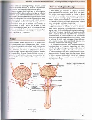 I
I
'
.
I
V
11
I'
I
I
ill
H
M|
t|tl
I
h
ill
ill
11111
I
/
ill
It'll
I
•
||
l
ll
l
i
l
l
'
l
l
!
11
Capítulo 26 Formación de la orina por los riñones: I. Filtración glomerular, flujo sanguíneo renal y su control
a e r : ñas tienen asas de Henle grandes que discurren hasta la
bascula, en algunos casos con un recorrido completamente
- —
¿medular hasta desembocar en las papilas renales.
1¿ estructuras vasculares que irrigan las nefronas yuxta-
m~i_iares también difieren de las que irrigan las nefronas
;: —cales. En las nefronas corticales todo el sistema tubular
iscá rodeado de una red extensa de capilares peritubulares.
Eii -íi nefronas yuxtamedulares, las arteriolas eferentes largas
extienden desde los glomérulos hasta la médula externa y
respués se dividen en capilares peritubulares especializados,
lim ados vasos rectos, que se extienden hasta la médula al
de las asas de Henle. Como las asas de Henle, los vasos
rscros vuelven a la corteza y se vacían en las venas corticales.
Esca red especializada de capilares en la médula desempeña
función esencial en la formación de una orina concen-
rid a y se analiza en el capítulo 28.
M icción
L¿ micción es el proceso mediante el cual la vejiga urinaria
vacía cuando está llena. Se realiza en dos pasos. Primero,
vejiga se llena progresivamente hasta que la tensión en sus
r ¿redes aumenta por encima de un umbral; esto desenca­
dena el segundo paso, que es un reflejo nervioso, llamado
-íflejo miccional, que vacía la vejiga o, si esto falla, provoca
menos un deseo de orinar. Aunque el reflejo miccional es
nn reflejo medular autónomo, centros presentes en la cor-
reza cerebral o en el tronco del encéfalo pueden inhibirlo o
facilitarlo.
Anatom ía fisiológica de la vejiga
La vejiga urinaria, que se muestra en la figura 26-6, es una
cámara de músculo liso compuesta de dos partes principales:
1) el cuerpo, que es la principal parte de la vejiga en la que
se acumula la orina, y 2) el cuello, que es una extensión en
forma de abanico del cuerpo, que pasa en sentido inferior y
anterior hasta el triángulo urogenital y se conecta con la ure­
tra. La parte inferior del cuello de la vejiga también se llama
uretra posterior por su relación con la uretra.
El músculo liso de la vejiga se llama músculo detrusor.
Sus fibras musculares se extienden en todas las direccio­
nes y, cuando se contraen, pueden aumentar la presión en
la vejiga hasta 40-60 mmHg. Luego la contracción del mús­
culo detrusor es un paso importante en el vaciamiento de la
vejiga. Las células musculares lisas del músculo detrusor se
fusionan entre sí de manera que existen vías eléctricas de
baja resistencia de una célula muscular a otra. De este modo
un potencial de acción puede propagarse a través del mús­
culo detrusor, desde una célula muscular a la siguiente, para
provocar la contracción de toda la vejiga a la vez.
En la pared posterior de la vejiga, inmediatamente por
encima del cuello de la vejiga, hay una pequeña zona trian­
gular llamada trígono. En la parte más inferior del vértice del
trígono, el cuello de la vejiga se abre en la uretra posterior, y
los dos uréteres entran en la vejiga en los ángulos más supe­
riores del trígono. El trígono puede identificarse por el hecho
de que su mucosa, el recubrimiento interno de la vejiga, es
lisa, al contrario que el resto de la mucosa vesical, que está
plegada y forma arrugas.
Hombre
■Uréteres-
Aberturas
ureterales-
Esfínter
interno —
•Trígono
Diafragma —
urogenital----- =
(incluido el
esfínter externo)
Uretra -----------
Abertura uretral
externa
Músculo
detrusor
Prostata
Glándula
bulbouretral
Figura 26-6 Anatomía de la vejiga
urinaria en hombres y mujeres.
307
U
N
I
D
A
D
V
桴瑰㨯⽢潯歳浥摩捯献潲
桴瑰㨯⽢潯歳浥摩捯献潲
 