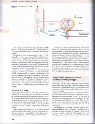 Unidad V Los líquidos corporalesy los ríñones
Figura 26-7 Inervación de la vejiga
urinaria. t
Cada uréter, en su entrada en la vejiga, discurre en sentido
oblicuo a través del músculo detrusor y después pasa otros
1-2 cm por debajo de la mucosa vesical antes de vaciarse en
la vejiga.
El cuello de la vejiga (uretra posterior) tiene 2 a 3 cm de
longitud, y su pared está compuesta del músculo detrusor
entrelazado con una gran cantidad de tejido elástico. El mús­
culo en esta zona se llama esfínter interno. Su tono natural
mantiene normalmente el cuello de la vejiga y la uretra pos­
terior vacías de orina y, por tanto, impide el vaciamiento de
la vejiga hasta que la presión en la parte principal de la vejiga
aumenta por encima de un umbral crítico.
Más allá de la uretra posterior, la uretra atraviesa el
diafragma urogenital, que contiene una capa de músculo
llamada esfínter externo de la vejiga. Este músculo es un
músculo esquelético voluntario, al contrario que el mús­
culo del cuerpo de la vejiga y del cuello de la vejiga, que es
totalmente músculo liso. El músculo del esfínter externo
está bajo un control voluntario del sistema nervioso y
puede usarse para impedir conscientemente la micción
incluso cuando los controles involuntarios intentan vaciar
la vejiga.
Inervación de la vejiga
La principal inervación nerviosa de la vejiga es a través de los
nervios pélvicos, que conectan con la médula espinal a través
del plexo sacro, sobre todo los segmentos S2 y S3 (fig. 26-7).
En los nervios pélvicos discurrenfibras nerviosas sensitivas y
motoras. Las fibras sensitivas detectan el grado de distensión
de la pared de la vejiga. Las señales de distensión de la ure­
tra posterior son especialmente fuertes y son responsables
sobre todo de iniciar los reflejos que provocan el vaciado de
la vejiga.
Los nervios motores transmitidos en los nervios pélvicos
sonfibras parasimpáticas. Estas terminan en las células gan-
glionares localizadas en la pared de la vejiga. Después, ner­
vios posganglionares cortos inervan el músculo detrusor.
Además de los nervios pélvicos, otros dos tipos de iner­
vación son importantes para la función vesical. Los más
importantes son las fibras motoras esqueléticas que llegan a
través del nervio pudendo hasta el esfínter vesical externo.
Se trata áefibras nerviosas somáticas que inervan y contro­
lan el músculo esquelético voluntario del esfínter. Además, la
vejiga recibe la inervación simpática de la cadena simpática a
través de los nervios hipogástricos, que conectan sobre todo
con el segmento L2 de la médula espinal. Estas fibras simpá­
ticas estimulan principalmente los vasos sanguíneos y tienen
poco que ver con la contracción de la vejiga. Algunas fibras
nerviosas sensitivas también pasan a través de los nervios
simpáticos y pueden ser importantes en la sensación de pleni­
tud y, en algunos pacientes, de dolor.
Transporte de orina desde el riñón
hasta los uréteres y la vejiga
La orina que sale de la vejiga tiene prácticamente la misma
composición que el líquido que fluye de los conductos colec­
tores; no hay cambios significativos en la composición de la
orina en su camino a través de los cálices renales hasta los
uréteres y la vejiga.
La orina que fluye desde los conductos colectores hacia
los cálices renales estira los cálices e incrementa su activi­
dad de marcapasos intrínseca, lo que a su vez inicia las
contracciones peristálticas que se propagan a la pelvis
renal y después a lo largo de la longitud del uréter, for­
zando así la orina desde la pelvis renal hacia la vejiga. En
los adultos, los uréteres tienen norm alm ente de 25 a 35 cm
de longitud.
Las paredes de los uréteres contienen músculo liso y
están inervadas por nervios simpáticos y parasimpáticos, así
como por un plexo intramural de neuronas y fibras nervio­
sas que se extiende a lo largo de toda la longitud de los uré­
teres. Igual que sucede con otros músculos lisos viscerales,
308
桴瑰㨯⽢潯歳浥摩捯献潲
桴瑰㨯⽢潯歳浥摩捯献潲
 