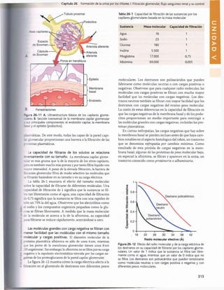 Capítulo 26 Formación de la orina por los riñones: I. Filtración glomerular, flujo sanguíneo renal y su control
~«ura 26-11 A. Ultraestructura básica de los capilares glome-
-j=res. B. Sección transversal de la membrana capilar glomerular
. sus principales componentes: el endotelio capilar, la membrana
rsa l y el epitelio (podocitos).
r asmáticas. De este modo, todas las capas de la pared capi-
glomerular proporcionan una barrera a la filtración de las
proteínas plasmáticas.
La capacidad de filtrarse de los solutos se relaciona
iversamente con su tamaño. La membrana capilar glome-
r_dar es más gruesa que la de la mayoría de los otros capilares,
r~ro es también mucho más porosa y por tanto filtra líquido con
mayor intensidad. A pesar de la elevada filtración, la barrera de
rltración glomerular filtra de modo selectivo las moléculas que
je filtrarán basándose en su tamaño y en su carga eléctrica.
La tabla 26-1 enumera el efecto del tamaño molecular
sobre la capacidad de filtrarse de diferentes moléculas. Una
capacidad de filtración de 1 significa que la sustancia se fil­
tra tan libremente como el agua; una capacidad de filtración
de 0,75 significa que la sustancia se filtra con una rapidez de
sólo un 75% la del agua. Obsérvese que los electrólitos como
el sodio y los compuestos orgánicos pequeños como la glu­
cosa se filtran libremente. A medida que la masa molecular
de la molécula se acerca a la de la albúmina, su capacidad
para filtrarse se reduce rápidamente, acercándose a cero.
Las moléculas grandes con carga negativa se filtran con
menor facilidad que las moléculas con el mismo tamaño
molecular y cargas positivas. El diámetro molecular de la
proteína plasmática albúmina es sólo de unos 6nm, mientras
que los poros de la membrana glomerular tienen unos 8nm
iSOangstroms). Sin embargo, la albúmina no se filtra por su carga
negativa y la repulsión electrostática ejercida por las cargas ne­
gativas de los proteoglucanos de la pared capilar glomerular.
La figura 26-12 muestra cómo la carga eléctrica afecta a la
filtración en el glomérulo de dextranos con diferentes pesos
Tabla 26-1 Capacidad de filtración de las sustancias por los
capilares glomerulares basada en la masa molecular
Sustancia Masa molecular Capacidad de filtración
Agua 18 1
Sodio 23 1
Glucosa 180 1
Inulina 5.500 1
Mioglobina 17.000 0,75
Albúmina 69.000 0,005
moleculares. Los dextranos son polisacáridos que pueden
fabricarse como moléculas neutras o con cargas positivas o
negativas. Obsérvese que para cualquier radio molecular, las
moléculas con cargas positivas se filtran con mucha mayor
facilidad que las moléculas con cargas negativas. Los dex­
tranos neutros también se filtran con mayor facilidad que los
dextranos con cargas negativas del mismo peso molecular.
La razón de estas diferencias en la capacidad de filtración es
que las cargas negativas de la membrana basal y de los podo­
citos proporcionan un medio importante para restringir a
las moléculas grandes con cargas negativas, incluidas las pro­
teínas plasmáticas.
En ciertas nefropatías, las cargas negativas que hay sobre
la membrana basal se pierden incluso antes de que haya cam­
bios notables en el aspecto histológico del riñón, un trastorno
que se denomina nefropatía por cambios mínimos. Como
resultado de esta pérdida de cargas negativas en la mem­
brana basal, algunas de las proteínas de peso molecular bajo,
en especial la albúmina, se filtran y aparecen en la orina, un
trastorno conocido como proteinuria o albuminuria.
Radio molecular efectivo (Á)
Figura 26-12 Efecto del radio moleculary de la carga eléctrica de
los dextranos en su capacidad de filtrarse por los capilares glome­
rulares. Un valor de 1 indica que la sustancia se filtra tan libre­
mente como el agua, mientras que un valor de 0 indica que no
se filtra. Los dextranos son polisacáridos que pueden sintetizarse
como moléculas neutras o con cargas positiva o negativa y con
diferentes pesos moleculares.
313
U
N
I
D
A
D
V
桴瑰㨯⽢潯歳浥摩捯献潲
桴瑰㨯⽢潯歳浥摩捯献潲
 