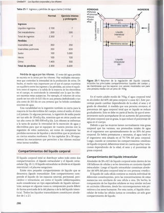 Unidad V Los líquidos corporalesy los ríñones
Tabla 25-1 Ingresos y pérdidas de agua diarios (ml/día)
Normal Ejercicio intenso
y prolongado
Ingresos
Líquidos ingeridos 2.100 ?
Del metabolismo 200 200
Total de ingresos 2.300 ?
Pérdidas
Insensibles: piel 350 350
Insensibles: pulmones 350 650
Sudor 100 5.000
Heces 100 100
Orina 1.400 500
Total de pérdidas 2.300 6.600
Pérdida de agua por los riñones. El resto del agua perdida
se excreta en la orina por los riñones. Hay múltiples mecanis­
mos que controlan la intensidad de la producción de orina. De
hecho, el medio más importante por el que el cuerpo mantiene
un equilibrio entre los ingresos y las pérdidas, así como el equili­
brio entre el ingreso y la salida de la mayoría de los electrólitos
en el cuerpo, es controlando la intensidad con la que los riño­
nes excretan estas sustancias. Por ejemplo, el volumen de orina
puede ser tan sólo de 0,5l/día en una persona deshidratada o tan
alta como de 20 l/día en una persona que ha bebido cantidades
enormes de agua.
Esta variabilidad en la ingestión también es cierta para la
mayoría de los electrólitos del cuerpo, como el sodio, el cloro
y el potasio. En algunas personas, la ingestión de sodio puede
ser tan sólo de 20m£q/día, mientras que en otros puede ser
tan alta como de 300-500 mEq/día. Los riñones se enfrentan
a la tarea de ajustar la intensidad de la excreción de agua y
electrólitos para que se equipare de manera precisa con la
ingestión de estas sustancias, así como de compensar las
pérdidas excesivas de líquidos y electrólitos que se producen
en ciertos estados morbosos. En los capítulos 26 a 30 expo­
nemos los mecanismos que permiten a los riñones realizar
estas tareas notables.
Com partim ientos del líquido corporal
El líquido corporal total se distribuye sobre todo entre dos
compartimientos: el líquido extracelular y el líquido intra-
celular (fig. 25-1). El líquido extracelular se divide en el líquido
intersticial y elplasma sanguíneo.
Existe otro pequeño compartimiento de líquido que se
denomina líquido transcelular. Este compartimiento com­
prende el líquido de los espacios sinovial, peritoneal, peri-
cárdico e intracelular, así como el líquido cefalorraquídeo;
suele considerarse un tipo especializado de líquido extrace­
lular, aunque en algunos casos su composición puede diferir
de forma acentuada de la del plasma o de la del líquido inters­
ticial. Todos los líquidos transcelulares constituyen alrede­
dor de 1 a 2 1
.
PÉRDIDAS INGRESOS
incluidos los principales compartimientos líquidos del cuerpo y
las membranas que los separan. Los valores mostrados son para
una persona media con un peso de 70 kg.
En el varón adulto medio de 70 kg, el agua corporal total
es alrededor del 60% del peso corporal o unos 42 1. Este por­
centaje puede cambiar dependiendo de la edad, el sexo y el
grado de obesidad. A medida que una persona envejece, el
porcentaje del agua corporal total que es líquido se reduce
gradualmente. Esto se debe en parte al hecho de que el enve­
jecimiento suele acompañarse de un aumento del porcentaje
del peso corporal que es grasa, lo que reduce el porcentaje de
agua en el cuerpo.
Debido a que las mujeres tienen normalmente más grasa
corporal que los varones, sus promedios totales de agua
en el organismo son aproximadamente de un 50% del peso
corporal. En bebés prematuros y neonatos, el agua total en
el organismo está situada en el 70-75% del peso corporal.
Luego, cuando se comenten los compartimientos «medios»
de líquido corporal, deberemos tener en cuenta que hay varia­
ciones dependiendo de la edad, el sexo y el porcentaje de
grasa corporal.
Compartimiento del líquido intracelular
Alrededor de 28 a 421 de líquido corporal están dentro de los
100 billones de células y se les denomina en conjunto líquido
intracelular. Luego el líquido intracelular constituye alrede­
dor del 40% del peso corporal total en una persona «media».
El líquido de cada célula contiene su mezcla individual de
diferentes constituyentes, pero las concentraciones de estas
sustancias son similares de una célula a otra. De hecho, la
composición de los líquidos celulares es muy similar incluso
en animales diferentes, desde los microorganismos más pri­
mitivos a los seres humanos. Por esta razón, el líquido intra­
celular de todas las células juntas se considera un solo gran
compartimiento de líquido.
286
桴瑰㨯⽢潯歳浥摩捯献潲
桴瑰㨯⽢潯歳浥摩捯献潲
 