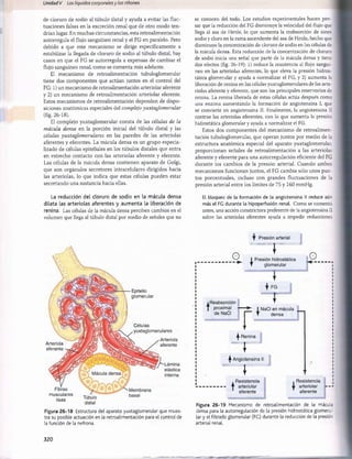Unidad V Los líquidos corporalesy los ríñones
de cloruro de sodio al túbulo distal y ayuda a evitar las fluc­
tuaciones falsas en la excreción renal que de otro modo ten­
drían lugar. En muchas circunstancias, esta retroalimentación
autorregula el flujo sanguíneo renal y el FG en paralelo. Pero
debido a que este mecanismo se dirige específicamente a
estabilizar la llegada de cloruro de sodio al túbulo distal, hay
casos en que el FG se autorregula a expensas de cambiar el
flujo sanguíneo renal, como se comenta más adelante.
El mecanismo de retroalimentación tubuloglomerular
tiene dos componentes que actúan juntos en el control del
FG: 1) un mecanismo de retroalimentación arteriolar aferente
y 2) un mecanismo de retroalimentación arteriolar eferente.
Estos mecanismos de retroalimentación dependen de dispo­
siciones anatómicas especiales del complejo yuxtaglomerular
(fig. 26-18).
El complejo yuxtaglomerular consta de las células de la
mácula densa en la porción inicial del túbulo distal y las
células yuxtaglomerulares en las paredes de las arteriolas
aferentes y eferentes. La mácula densa es un grupo especia­
lizado de células epiteliales en los túbulos distales que entra
en estrecho contacto con las arteriolas aferente y eferente.
Las células de la mácula densa contienen aparato de Golgi,
que son orgánulos secretores intracelulares dirigidos hacia
las arteriolas, lo que indica que estas células pueden estar
secretando una sustancia hacia ellas.
La reducción del cloruro de sodio en la mácula densa
dilata las arteriolas aferentes y aumenta la liberación de
renina. Las células de la mácula densa perciben cambios en el
volumen que llega al túbulo distal por medio de señales que no
se conocen del todo. Los estudios experimentales hacen pen­
sar que la reducción del FG disminuye la velocidad del flujo que
llega al asa de Henle, lo que aumenta la reabsorción de iones
sodio y cloro en la rama ascendente del asa de Henle, hecho que
disminuye la concentración de cloruro de sodio en las células de
la mácula densa. Esta reducción de la concentración de cloruro
de sodio inicia una señal que parte de la mácula densa y tiene
dos efectos (fig. 26-19): 1) reduce la resistencia al flujo sanguí­
neo en las arteriolas aferentes, lo que eleva la presión hidros-
tática glomerular y ayuda a normalizar el FG, y 2) aumenta la
liberación de renina en las células yuxtaglomerulares de las arte­
riolas aferente y eferente, que son los principales reservorios de
renina. La renina liberada de estas células actúa después como
una enzima aumentando la formación de angiotensina I, que
se convierte en angiotensina II. Finalmente, la angiotensina II
contrae las arteriolas eferentes, con lo que aumenta la presión
hidrostática glomerular y ayuda a normalizar el FG.
Estos dos componentes del mecanismo de retroalimen­
tación tubuloglomerular, que operan juntos por medio de la
estructura anatómica especial del aparato yuxtaglomerular,
proporcionan señales de retroalimentación a las arteriolas
aferente y eferente para una autorregulación eficiente del FG
durante los cambios de la presión arterial. Cuando ambos
mecanismos funcionan juntos, el FG cambia sólo unos pun­
tos porcentuales, incluso con grandes fluctuaciones de la
presión arterial entre los límites de 75 y 160 mmHg.
El bloqueo de la formación de la angiotensina II reduce aún
más el FG durante la hipoperfusión renal. Como se comentó
antes, una acción constrictora preferente de la angiotensina II
sobre las arteriolas eferentes ayuda a impedir reducciones
Presión arterial
T
O i Presión hidrostática Q
glomerular
Y
f
Reabsorción
proximal —
de NaCI
r♦NaCI en mácula
densa
v|k Renina
I
^ Angiotensina II
!
, Resistencia
4 arteriolar
eferente
. Resistencia
4 arteriolar i---*
aferente
Figura 26-19 Mecanismo de retroalimentación de la mácula
densa para la autorregulación de la presión hidrostática glomeru­
lar y el filtrado glomerular (FG) durante la reducción de la presión
arterial renal.
Figura 26-18 Estructura del aparato yuxtaglomerular que mues­
tra su posible actuación en la retroalimentación para el control de
la función de la nefrona.
Epitelio
glomerular
Arteriola
eferente
Células
yuxtaglomerulares
Arteriola
aferente
musculares .
lisas ™ ul°
distal
320
桴瑰㨯⽢潯歳浥摩捯献潲
桴瑰㨯⽢潯歳浥摩捯献潲
 