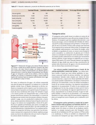 Unidad V Los líquidos corporalesy los ríñones
Tabla 27-1 Filtración, reabsorción y excreción de diferentes sustancias por los riñones
Cantidad filtrada Cantidad reabsorbida Cantidad excretada % de carga filtrada reabsorbida
Glucosa (g/día) 180 180 0 100
Bicarbonato (mEq/día) 4.320 4.318 2 99,9
Sodio (mEq/día) 25.560 25.410 150 99,4
Cloro (mEq/día) 19.440 19.260 180 99,1
Potasio (mEq/día) 756 664 92 87,8
Urea (g/día) 46,8 23,4 23,4 50
Creatinina (g/día) 1,8 0 1,8 0
REABSORCIÓN EXCRECIÓN
'f
Figura 27-1 Reabsorción del agua y los solutos filtrados desde la
luz tubular a través de las células epiteliales tubulares, del inters­
ticio renal, y de nuevo hacia la sangre. Los solutos se transpor­
tan a través de las células (vía transcelular) por difusión pasiva o
transporte activo, o entre las células (víaparacelular) por difusión.
El agua se transporta a través de las células y entre las células
tubulares por osmosis. El transporte de agua y solutos desde el
líquido del intersticio hacia los capilares peritubulares tiene lugar
por ultrafiltración (flujo en masa).
Por tanto, la reabsorción de agua y de solutos comprende
una serie de pasos de transporte. La reabsorción a través del
epitelio tubular hacia el líquido intersticial se efectúa me­
diante un transporte activo y pasivo y por los mismos meca­
nismos básicos expuestos en el capítulo 4 para el transporte a
través de otras membranas del cuerpo. Por ejemplo, el agua
y los solutos pueden ser transportados bien a través de las
propias membranas celulares (vía transcelular) o a través de
los espacios que existen entre las uniones celulares (vía para­
celular). Luego, una vez producida la reabsorción a través
de las células epiteliales tubulares hasta el líquido intersticial,
el agua y los solutos son transportados a través de las pare­
des de los capitales peritubulares para pasar a la sangre por
ultrafiltración (mayor parte delflujo), que está mediado por
fuerzas hidrostáticas y coloidosmóticas. Los capilares peritu­
bulares se comportan de forma muy parecida a las term ina­
ciones venosas de la mayoría de los demás capilares porque
existe una fuerza de reabsorción neta que mueve el líquido y
los solutos desde el intersticio a la sangre.
Transporte activo
El transporte activo puede mover un soluto en contra de un
gradiente electroquímico y para ello precisa energía del meta­
bolismo. El transporte que está acoplado directamente a una
fuente de energía, como la hidrólisis del trifosfato de adeno-
sina (ATP), se llama transporteactivoprimario. Un buen ejem­
plo de esto es la bomba ATPasa sodio-potasio que funciona
en la mayoría de los tramos del tùbulo renal. El transporte que
está acoplado indirectamente a una fuente de energía, como
el debido a un gradiente de iones, se conoce como transporte
activo secundario. La reabsorción de glucosa por el tùbulo
renal es un ejemplo de transporte activo secundario. Aunque
los solutos pueden reabsorberse en el tùbulo por mecanismos
activos y pasivos, el agua siempre se reabsorbe por un meca­
nismo físico pasivo (no activo) llamado osmosis, que significa
difusión de agua desde una zona de baja concentración de
solutos (alta concentración de agua) a otra de concentración
alta de solutos (baja concentración de agua).
Los solutos pueden transportarse a través de las
células epiteliales o entre las células. Las células tubu­
lares renales, al igual que otras células epiteliales, se man­
tienen juntas por medio de uniones estrechas. Los espacios
intercelulares laterales están situados por detrás de estas
uniones estrechas y separan las células epiteliales del tùbulo.
Los solutos pueden reabsorberse o secretarse a través de las
células por vía transcelular o entre las células moviéndose a
través de las uniones estrechas y los espacios intercelulares
siguiendo la vía paracelular. El sodio es una sustancia que
se desplaza por las dos vías, aunque la mayor parte lo hace a
través de la vía transcelular. En algunos segmentos de la ne-
frona, especialmente en el tùbulo proximal, el agua se reab­
sorbe también a través de la vía paracelular, y las sustancias
disueltas en el agua, sobre todo los iones potasio, magnesio y
cloro, se transportan junto al líquido que se reabsorbe entre
las células.
El transporte activo primario a través de la mem­
brana tubular está acoplado a la hidrólisis del ATP. La
importancia especial del trasporte activo primario es que
puede mover los solutos en contra de un gradiente electro­
químico. La energía necesaria para este transporte activo
procede de la hidrólisis del ATP que realiza la ATPasa unida
a la membrana; la ATPasa es también un componente del
mecanismo de transporte que liga y mueve solutos a través
FILTRACION
Vía
paracelular
Vía
transcelular
Capilar
peritubular
Sangre
Células
tubulares
324
桴瑰㨯⽢潯歳浥摩捯献潲
桴瑰㨯⽢潯歳浥摩捯献潲
 