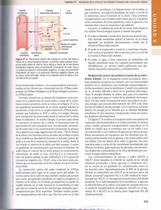 Capítulo 27 Formación de la orina por los riñones: II. Reabsorción y secreción tubular
Capilar
peritubular
Células 1 Luz
| epiteliales tubulares ¡ tubular
Líquido Membrana
intersticial basal
Na+
✓
(-3 mv)
Unión estrecha
Borde en cepillo
(membrana
luminal)
Espacio intercelular
Figura 27-2 Mecanismo básico del transporte activo del sodio a
través de la célula epitelial tubular. La bomba sodio-potasio trans­
porta sodio desde el interior de la célula a través de la membrana
basolateral creando una concentración intracelular de sodio baja y
un potencial eléctrico intracelular negativo. La baja concentración
intracelular de sodio y el potencial eléctrico negativo hacen que
los iones sodio difundan desde la luz tubular hacia la célula a tra­
vés del borde en cepillo.
de las membranas celulares. Los transportadores activos pri­
marios en los riñones que conocemos son la ATPasa sodio-
potasio, la ATPasa hidrógeno, la ATPasa hidrógeno-potasio y
la ATPasa calcio.
Un buen ejemplo de un sistema de transporte activo pri­
mario es la reabsorción de iones sodio a través de la m em ­
brana tubular proximal, como se indica en la figura 27-2. En
las superficies basolaterales de la célula epitelial tubular, la
membrana celular tiene un amplio sistema de ATPasa sodio-
potasio que hidroliza al ATP y utiliza la energía liberada
para transportar los iones sodio desde el interior de la célula
hasta el intersticio. Al mismo tiempo, el potasio pasa desde
el intersticio al interior de la célula. El funcionamiento de
esta bomba de iones mantiene una concentración intracelu­
lar de sodio baja y una concentración intracelular de potasio
alta y genera una carga negativa neta de unos —
70 mV dentro
de la célula. Este bombeo activo de sodio de la célula a través
de su membrana basolateral favorece la difusión pasiva del
sodio a través de la membrana luminal de la célula, desde la
luz tubular al interior de la célula por dos razones: 1) existe
un gradiente de concentración que favorece la difusión del
sodio hacia el interior de la célula porque la concentración
intracelular de sodio es baja (12mEq/l) y la concentra­
ción del líquido tubular es alta (140mEq/l) y 2) el potencial
intracelular negativo, de -70 mV, atrae a los iones sodio po­
sitivos que se encuentran en la luz tubular hacia el interior
de la célula.
La reabsorción activa del sodio mediante la ATPasa
sodio-potasio tiene lugar en la mayor parte del túbulo. En
ciertas partes de la nefrona hay también medios adicionales
para hacer que grandes cantidades de sodio se desplacen al
interior de la célula. En el túbulo proximal hay un borde en
cepillo extenso en el lado luminal de la membrana (el lado
que está en contacto con la luz tubular) que multiplica apro­
ximadamente por 20 la superficie, También existen proteí­
nas transportadoras del sodio, que fijan los iones en el lado
luminal de la membrana y lo liberan dentro de la célula, lo
que constituye una difusión facilitada del sodio a través de
la membrana hacia el interior de la célula. Estas proteínas
transportadoras son también importantes para el transporte
activo secundario de otras sustancias, como la glucosa y los
aminoácidos, como se comentará más adelante.
Así pues, la reabsorción neta de los iones sodio desde la
luz tubular hacia la sangre supone al menos tres pasos:
1. El sodio se difunde a través de la membrana luminal (tam­
bién llamada membrana apical) al interior de la célula
siguiendo un gradiente electroquímico creado por la
bomba ATPasa sodio-potasio.
2. El sodio es transportado a través de la membrana basola­
teral contra un gradiente electroquímico por la acción de
la bomba ATPasa sodio-potasio.
3. El sodio, el agua y otras sustancias se reabsorben del
líquido intersticial hacia los capilares peritubulares por
ultrafiltración, un proceso pasivo gobernado por gra­
dientes de presión hidrostática y coloidosmótica.
Reabsorción activa secundaria a través de la mem­
brana tubular. En el transporte activo secundario, dos o
más sustancias se ponen en contacto con una determinada
proteína de la membrana (una molécula transportadora) y
ambas atraviesan juntas la membrana. Cuando una sustancia
(p. ej., el sodio) difunde a favor de su gradiente electroquí­
mico, la energía liberada se utiliza para que otra sustancia
(p. ej., la glucosa) pase en contra de su gradiente electroquí­
mico. De este modo, el transporte activo secundario no pre­
cisa energía que proceda directamente del ATP o de otras
fuentes de fosfatos de alta energía. Por el contrario, la fuente
directa de energía es la liberada por la difusión facilitada
simultánea de otra sustancia transportada a favor de su pro­
pio gradiente electroquímico.
La figura 27-3 muestra el transporte activo secundario de
la glucosa y los aminoácidos en el túbulo proximal. En ambos
casos, existen proteínas transportadoras específicas en el
borde en cepillo que se combinan con un ion sodio y con
un aminoácido o una molécula de glucosa al mismo tiempo.
Estos mecanismos de transporte son tan eficientes que eli­
minan prácticamente toda la glucosa y los aminoácidos de la
luz tubular. Una vez dentro de la célula, la glucosa y los ami­
noácidos salen a través de las membranas basolaterales por
difusión facilitada, gobernada por las elevadas concentracio­
nes de glucosa y aminoácidos en la célula facilitados por pro­
teínas transportadoras específicas.
Los cotransportadores de glucosa y sodio (SGLT2 y
SGLT1) están situados en el borde en cepillo de las células
tubulares proximales y llevan glucosa al citoplasma celu­
lar en contra de un gradiente de concentración, como se
ha descrito antes. Aproximadamente el 90% de la glucosa
filtrada es reabsorbido por SGLT2 en la primera parte del
túbulo proximal (segmento SI) y el 10% residual es trans­
portado por SGLT1 en los segmentos posteriores del túbulo
proximal. En el lado basolateral de la membrana, la glucosa
se difunde fuera de la célula a los espacios intersticiales con
la ayuda de transportadores de glucosa: GLUT2, en el seg­
mento SI y GLUT1 en la última parte (segmento S3) del
túbulo proximal.
325
U
N
I
D
A
D
V
桴瑰㨯⽢潯歳浥摩捯献潲
桴瑰㨯⽢潯歳浥摩捯献潲
 