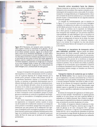 Unidad V Los líquidos corporalesy los riñones
Líquido
intersticial
Células
tubulares
Cotransporte
Luz
tubular
Glucosa
k
S
Na+
(SGL.T)
^ Na+
-70 mV
Aminoácidos
Na+
Aminoácidos
c
'Na+
-70 mV
H+-H
'Na+
Contratransporte
Figura 27-3 Mecanismos del transporte activo secundario. La
célula superior muestra el cotransporte de la glucosa y de los
aminoácidos junto al de los iones sodio a través del lado apical
de las células epiteliales tubulares, seguido de la difusión facili­
tada a través de las membranas basolaterales. La célula inferior
muestra el contratransporte de iones hidrógeno desde el inte­
rior de la célula a través de la membrana apical y hacia la luz tubular;
el movimiento de iones sodio al interior de la célula, siguiendo el
gradiente eléctrico establecido por la bomba sodio-potasio en la
membrana basolateral, proporciona la energía para el transporte
de los iones hidrógeno desde el interior de la célula hacia la luz
tubular. GLUT, transportador de glucosa; NHE, intercambiador de
sodio-hidrógeno; SGLT, cotransportador de sodio-glucosa.
Aunque el transporte de la glucosa contra un gradiente
electroquímico no utiliza directam ente el ATP, la reabsor­
ción de la glucosa depende de la energía liberada por la
bomba activa primaria ATPasa sodio-potasio situada en
la m embrana basolateral. Gracias a la actividad de esta
bomba, se mantiene un gradiente electroquímico para la
difusión facilitada del sodio a través de la membrana lumi-
nal, y es esta difusión del sodio a favor de corriente hacia
el interior de la célula la que proporciona la energía para
el transporte a contracorriente de la glucosa a través de la
membrana luminal. Por ello, esta reabsorción de la glucosa
se llama «transporte activo secundario» porque la propia
glucosa se reabsorbe en contra de un gradiente electroquí­
mico, pero es «secundario» al transporte primario activo
del sodio.
Otro hecho importante es que se dice que una sustan­
cia experimenta un transporte «activo» cuando al menos
uno de los pasos de la reabsorción consiste en un transporte
activo primario o secundario, aunque haya otros pasos en la
reabsorción que sean pasivos. En la reabsorción de la glu­
cosa, el transporte activo secundario se produce en la mem­
brana luminal, mientras que la difusión facilitada pasiva tiene
lugar en la membrana basolateral, y la captación pasiva por
medio del flujo de masas que se produce en los capilares
peritubulares.
Secreción activa secundaria hacia los túbulos.
Algunas sustancias se secretan en los túbulos mediante un
transporte activo secundario. Esto supone a menudo un con-
tratmnsporte de la sustancia junto a iones sodio. En el contra­
transporte, la energía liberada por el desplazamiento a favor
de la corriente de una de las sustancias (p. ej., los iones sodio)
permite el paso a contracorriente de una segunda sustancia
en dirección opuesta.
Un ejemplo de contratransporte, que se muestra en
la figura 27-3, es la secreción activa de iones hidrógeno
acoplada a la reabsorción de sodio en la m embrana lumi­
nal del tùbulo proximal. En este caso, la entrada del sodio
en la célula se combina con la expulsión de hidrógeno
de la célula gracias al contratransporte sodio-hidrógeno.
Este transporte está mediado por una proteína específica
(intercambiador de sodio-hidrógeno) que se encuentra en
el borde en cepillo de la membrana luminal. Conforme
el sodio es transportado al interior de la célula, los iones
hidrógeno son obligados a salir en dirección contraria
hacia la luz tubular. En el capítulo 4 se dan más detalles
sobre los principios básicos del transporte activo primario
y secundario.
Pinocitosis: un mecanismo de transporte activo
para reabsorber proteínas. Algunas partes del tùbulo,
especialmente del tùbulo proximal, reabsorben moléculas
grandes, como las proteínas, por pinocitosis. En este proceso,
la proteína se une al borde en cepillo de la membrana luminal
y, seguidamente, esta porción de la membrana se invagina
hacia el interior de la célula hasta que forma una vesícula que
contiene la proteína. Una vez dentro de la célula, la proteína
se digiere en sus aminoácidos, que se reabsorben a través de
la membrana basolateral hacia el líquido intersticial. Como
la pinocitosis necesita energía, se considera una forma de
transporte activo.
Transporte máximo de sustancias que se reabsor­
ben de forma activa. Para la mayoría de las sustancias
que se reabsorben o excretan activamente hay un límite en
la intensidad con la que pueden transportarse, denominado
a menudo transporte máximo. Este límite se debe a la satu­
ración de los sistemas de transporte específicos cuando la
cantidad de soluto que llega al tùbulo (denominada carga
tubular) supera la capacidad de las proteínas transportado­
ras y enzimas específicas implicadas en el proceso de trans­
porte.
El sistema de transporte de la glucosa en el tùbulo proxi­
mal es un buen ejemplo. Normalmente no aparece glucosa
medible en la orina porque casi toda la glucosa filtrada se
reabsorbe en el tùbulo proximal. Pero cuando la carga fil­
trada supera la capacidad de los túbulos de reabsorber la glu­
cosa, se produce la excreción de glucosa en la orina.
En el adulto, el transporte máximo de glucosa es como
media alrededor de 375mg/min, mientras que la carga fil­
trada de glucosa es de unos 125mg/min (FG x glucosa
plasmática = 125 ml/min x 1mg/ml). Con incrementos acen­
tuados del FG o de la concentración plasmática de glucosa
que incrementen la carga filtrada de glucosa por encima de
los 375mg/min, el exceso de glucosa filtrada no se reabsorbe
y pasa a la orina.
326
桴瑰㨯⽢潯歳浥摩捯献潲
桴瑰㨯⽢潯歳浥摩捯献潲
 