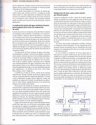 Unidad V Los líquidos corporalesy los ríñones
será su reabsorción. Además, cuanto más lento sea el flujo de
líquido tubular, mayor será el porcentaje de sodio que puede
reabsorberse de los túbulos proximales.
En las partes más distales de la nefrona, las células epi­
teliales tienen más uniones estrechas y transportan mucho
menos sodio. En estos segmentos, la reabsorción del sodio
muestra un transporte máximo similar al de otras sustancias
con un transporte activo. Además, este transporte máximo
puede aumentar por la acción de ciertas hormonas, como la
aldosterona.
La reabsorción pasiva del agua mediante osmosis
está acoplada sobre todo a la reabsorción
de sodio
Cuando los solutos se transportan fuera del tùbulo mediante
un transporte activo primario o secundario, sus concentra­
ciones tienden a reducirse dentro del tùbulo y a aumentar
en el intersticio renal. Esto crea una diferencia de concentra­
ción que produce la osmosis del agua en la misma dirección
que la de los solutos que se transportan, desde la luz tubular
hacia el intersticio renal. Algunas partes del tùbulo renal, en
especial el tùbulo proximal, son muy permeables al agua, y la
reabsorción del agua es tan rápida que sólo hay un gradiente
de concentración pequeño para los solutos que atraviesan la
membrana tubular.
Una gran parte del flujo osmótico de agua en los túbu­
los proximales se produce a través de las también conocidas
como uniones estrechas que hay entre las células epiteliales y
a través de las propias células. La razón de esto, ya comen­
tada, es que las uniones entre las células no son tan estre­
chas como su nombre implica y permiten que se difunda
una cantidad significativa de agua y pequeños iones. Esto es
especialmente cierto en los túbulos proximales, que tienen
una permeabilidad alta al agua y una permeabilidad pequeña,
pero significativa, a la mayoría de los iones, como sodio,
cloro, potasio, calcio y magnesio.
A medida que el agua se mueve a través de las uniones
estrechas por osmosis, también puede llevar algunos de los
solutos, un proceso llamado arrastre del disolvente. Y debido
a que la reabsorción de agua, solutos orgánicos e iones está
acoplada a la reabsorción de sodio, los cambios en la reabsor­
ción de sodio influyen significativamente en la reabsorción
del agua y de muchos otros solutos.
En las partes más distales de la nefrona, comenzando en
el asa de Henle y siguiendo hasta el tùbulo colector, las unio­
nes estrechas se hacen menos permeables al agua y los solu­
tos, y las células epiteliales también tienen una menor área
superficial de membrana. Por eso el agua no puede moverse
fácilmente a través de las estrechas uniones de la membrana
tubular por osmosis. Sin embargo, la hormona antidiurética
(ADH) aumenta mucho la permeabilidad al agua en los túbu­
los distal y colector, como se comentará después.
Luego el movimiento del agua a través del epitelio tubular
puede tener lugar sólo si la membrana es permeable al agua,
sin importar la magnitud del gradiente osmótico. En el tù­
bulo proximal la permeabilidad al agua es siempre elevada y el
agua se reabsorbe tan rápidamente como los solutos. En la
forma ascendente del asa de Henle, la permeabilidad al agua
es siempre baja, de manera que casi no se reabsorbe agua a
pesar del gran gradiente osmótico. La permeabilidad al agua
en las últimas partes de los túbulos (los túbulos distales, los
túbulos colectores y los conductos colectores) puede ser alta
o baja dependiendo de la presencia o no de ADH.
Reabsorción de cloro, urea y otros solutos
por difusión pasiva
Cuando se reabsorbe el sodio a través de la célula epitelial
tubular, se transportan iones negativos como el cloro junto
al sodio debido a los potenciales eléctricos. Es decir, el trans­
porte de iones sodio con carga positiva fuera de la luz deja el
interior de la luz con carga negativa respecto al líquido inters­
ticial. Esto hace que los iones cloro difundan pasivamente
a través de la vía paracelular. Se produce una reabsorción
adicional de iones cloro por un gradiente de concentración
de cloro que se forma cuando el agua se reabsorbe del tùbulo
por osmosis, lo que concentra los iones cloro en la luz tubu­
lar (fig. 27-5). Por tanto, la reabsorción activa de sodio está
muy bien acoplada a la reabsorción pasiva de cloro a través
de un potencial eléctrico y un gradiente de concentración
de cloro.
Los iones cloro pueden reabsorberse también mediante
un transporte activo secundario. El más importante de los
procesos activos secundarios para la reabsorción del cloro
consiste en el cotransporte del cloro con el sodio a través de
la membrana luminal.
La urea también se reabsorbe de forma pasiva del tù­
bulo, pero en un grado mucho menor que los iones cloro. A
medida que el agua se reabsorbe de los túbulos (por osmosis
acoplada a la reabsorción de sodio), la concentración de urea
en la luz tubular aumenta (v. fig. 27-5). Esto crea un gra­
diente de concentración que favorece la reabsorción de urea.
Pero la urea no atraviesa el tùbulo con tanta facilidad como el
agua. En algunas partes de la nefrona, en especial en el con­
ducto colector de la médula interna, la reabsorción pasiva
de la urea está facilitada por trasportadores específicos de la
urea. A pesar de todo, sólo la mitad de la urea que se filtra
por los capilares glomerulares se reabsorbe de los túbulos. El
resto de la urea pasa a la orina, lo que permite a los riñones
excretar grandes cantidades de este producto de desecho del
metabolismo. En los mamíferos, más del 90% del nitrógeno
Reabsorción de Na+
r
Reabsorción de H20
r
T
t
Potencial
negativo
en la luz
Concentración Concentración
^ de Ch A de urea
* en la luz ■ en la luz
r i
Reabsorción
pasiva de Cl~
T
Reabsorción
pasiva de urea
Figura 27-5 Mecanismos por los cuales la reabsorción del agua, el
cloro y la urea se acoplan a la reabsorción de sodio.
328
桴瑰㨯⽢潯歳浥摩捯献潲
桴瑰㨯⽢潯歳浥摩捯献潲
 