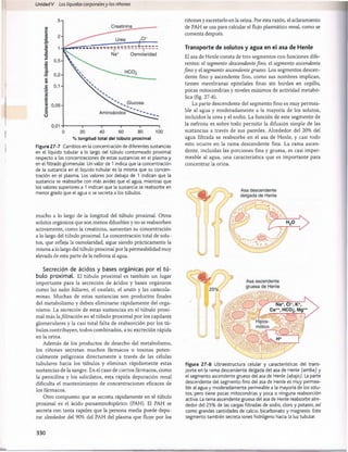 Unidad V Los líquidos corporalesy los riñones
% longitud total del túbulo proximal
Figura 27-7 Cambios en la concentración de diferentes sustancias
en el líquido tubular a lo largo del túbulo contorneado proximal
respecto a las concentraciones de estas sustancias en el plasma y
en el filtrado glomerular. Un valor de 1 indica que la concentración
de la sustancia en el líquido tubular es la misma que su concen­
tración en el plasma. Los valores por debajo de 1 indican que la
sustancia se reabsorbe con más avidez que el agua, mientras que
los valores superiores a 1 indican que la sustancia se reabsorbe en
menor grado que el agua o se secreta a los túbulos.
mucho a lo largo de la longitud del túbulo proximal. Otros
solutos orgánicos que son menos difusibles y no se reabsorben
activamente, como la creatinina, aumentan su concentración
a lo largo del túbulo proximal. La concentración total de solu­
tos, que refleja la osmolaridad, sigue siendo prácticamente la
misma a lo largo del túbulo proximal por la permeabilidad muy
elevada de esta parte de la nefrona al agua.
Secreción de ácidos y bases orgánicas por el tú­
bulo proximal. El tùbulo proximal es también un lugar
importante para la secreción de ácidos y bases orgánicos
como las sales biliares, el oxalato, el urato y las catecola-
minas. Muchas de estas sustancias son productos finales
del metabolismo y deben eliminarse rápidamente del orga­
nismo. La secreción de estas sustancias en el túbulo proxi­
mal más lafiltración en el túbulo proximal por los capilares
glomerulares y la casi total falta de reabsorción por los tú­
bulos contribuyen, todos combinados, a su excreción rápida
en la orina.
Además de los productos de desecho del metabolismo,
los riñones secretan muchos fármacos o toxinas poten­
cialmente peligrosos directamente a través de las células
tubulares hacia los túbulos y eliminan rápidamente estas
sustancias de la sangre. En el caso de ciertos fármacos, como
la penicilina y los salicilatos, esta rápida depuración renal
dificulta el mantenimiento de concentraciones eficaces de
los fármacos.
Otro compuesto que se secreta rápidamente en el túbulo
proximal es el ácido paraaminohipúrico (PAH). El PAH se
secreta con tanta rapidez que la persona media puede depu­
rar alrededor del 90% del PAH del plasma que fluye por los
riñones y excretarlo en la orina. Por esta razón, el aclaramiento
de PAH se usa para calcular el flujo plasmático renal, como se
comenta después.
Transporte de solutos y agua en el asa de Henle
El asa de Henle consta de tres segmentos con funciones dife­
rentes: el segmento descendentefino, el segmento ascendente
fino y el segmento ascendente grueso. Los segmentos descen­
dente fino y ascendente fino, como sus nombres implican,
tienen membranas epiteliales finas sin bordes en cepillo,
pocas mitocondrias y niveles mínimos de actividad metabó-
lica (fig. 27-8).
La parte descendente del segmento fino es muy perm ea­
ble al agua y moderadamente a la mayoría de los solutos,
incluidos la urea y el sodio. La función de este segmento de
la nefrona es sobre todo permitir la difusión simple de las
sustancias a través de sus paredes. Alrededor del 20% del
agua filtrada se reabsorbe en el asa de Henle, y casi todo
esto ocurre en la rama descendente fina. La rama ascen­
dente, incluidas las porciones fina y gruesa, es casi imper­
meable al agua, una característica que es importante para
concentrar la orina.
Figura 27-8 Ultraestructura celular y características del trans­
porte en la rama descendente delgada del asa de Henle (arriba) y
el segmento ascendente grueso del asa de Henle (abajo). La parte
descendente del segmento fino del asa de Henle es muy permea­
ble al agua y moderadamente permeable a la mayoría de los solu­
tos, pero tiene pocas mitocondrias y poca o ninguna reabsorción
activa. La rama ascendente gruesa del asa de Henle reabsorbe alre­
dedor del 25% de las cargas filtradas de sodio, cloro y potasio, así
como grandes cantidades de calcio, bicarbonato y magnesio. Este
segmento también secreta iones hidrógeno hacia la luz tubular.
330
桴瑰㨯⽢潯歳浥摩捯献潲
桴瑰㨯⽢潯歳浥摩捯献潲
 
