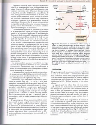 ©
ELSEVIER.
Fotocopiar
sin
autorización
es
un
delito.
Capítulo 27 Formación de la orina por los riñones: II. Reabsorción y secreción tubular
El segmento grueso del asa de Henle, que comienza en la
mitad de la rama ascendente, tiene células epiteliales grue­
sas que tienen una elevada actividad metabòlica y son capa­
ces de una reabsorción activa del sodio, el cloro y el potasio
(v. fig. 27-8). Alrededor del 25% de las cargas filtradas de
sodio, cloro y potasio se reabsorben en el asa de Henle, sobre
todo en la rama ascendente gruesa. También se reabsor­
ben cantidades considerables de otros iones, como calcio,
bicarbonato y magnesio, en la rama ascendente gruesa del
asa de Henle. El segmento fino de la rama ascendente tiene
un capacidad de reabsorción mucho menor que el segmento
grueso y la rama descendente fina no reabsorbe cantidades
significativas de ninguno de estos solutos.
Un componente importante de la reabsorción de solutos
en la rama ascendente gruesa es la bomba ATPasa sodio-
potasio en las membranas basolaterales de la célula epitelial.
Como en el tùbulo proximal, la reabsorción de otros solutos
en el segmento grueso del asa ascendente de Henle está muy
ligada a la capacidad de reabsorción de la bomba ATPasa
sodio-potasio, que mantiene una concentración intracelu-
lar baja de sodio. La baja concentración intracelular de sodio
proporciona a su vez un gradiente favorable para el movi­
miento del sodio desde el líquido tubular hasta la célula. En
el asa ascendente gruesa, el movimiento del sodio a través
de la membrana luminal está mediado sobre todo por un
cotransportador de 1-sodio, 2-cloro, 1-potasio (fig. 27-9). Esta
proteína cotransportadora de la membrana luminal usa la
energía potencial liberada por la difusión a favor de corriente
del sodio hacia el interior de la célula para dirigir la reabsor­
ción del potasio al interior de la célula frente al gradiente de
concentración.
La rama ascendente gruesa del asa de Henle es el lugar
de acción de los poderosos diuréticos de «asa» furosemida,
ácido etacrínico y bumetanida, todos los cuales inhiben la
acción del cotransportador sodio 2-cloro potasio. Estos diu­
réticos se comentan en el capítulo 31.
La rama ascendente gruesa tiene también un mecanismo
de contratransporte sodio-hidrógeno en su membrana celu­
lar luminal que media la reabsorción de sodio y en la secre­
ción de hidrógeno en este segmento (v. fig. 27-9).
También tiene lugar una reabsorción paracelular signifi­
cativa de cationes, como Mg++, Ca++, Na+ y IC, en la rama
ascendente gruesa debido a la carga positiva ligera de la luz
tubular respecto al líquido intersticial. Aunque el cotrans­
portador 1-sodio, 2-cloro, 1-potasio mueve igual cantidad
de cationes y aniones al interior de la célula, hay una ligera
retrodifusión de iones potasio a la luz, lo que crea una carga
positiva de unos +8 mV en la luz tubular. Esta carga positiva
fuerza a cationes, como el Mg+
+y el Ca++, a difundir desde la
luz tubular y a través del espacio paracelular hacia el líquido
intersticial.
El segmento grueso del asa ascendente de Henle es casi
impermeable al agua. Luego la mayor parte del agua que
llega a este segmento permanece en el tùbulo, a pesar de
la reabsorción de grandes cantidades de soluto. El líquido
tubular en la rama ascendente se diluye mucho y fluye hacia
el tùbulo distai, una característica que es importante para
permitir a los riñones diluir o concentrar la orina en dife­
rentes condiciones, como comentamos con más detalle en el
capítulo 28.
Líquido
intersticial
renal
Células
tubulares
Difusión
paracelular
K+-
/ k— Na+
M * .
Luz
tubular
(+8 mV)
Na+, K+
- Mg^, Ca^
■Na+
Figura 27-9 Mecanismos del transporte del sodio, el cloro y el
potasio en el asa ascendente gruesa de Henle. La bomba ATPasa
sodio-potasio en la porción basolateral de la membrana celular
mantiene una concentración intracelular de sodio baja y un poten­
cial eléctrico negativo en la célula. El cotransportador 1-sodio,
2-cloro, 1-potasio en la membrana luminal transporta estos tres
iones desde la luz tubular hacia las células usando la energía
potencial liberada por difusión del sodio siguiendo un gradiente
electroquímico dentro de las células. El sodio también se trans­
porta al interior de la célula tubular mediante un contratransporte
de sodio-hidrógeno. La carga positiva (+8mV) de la luz tubular
respecto al líquido intersticial fuerza a cationes como el Mg++y el
Ca++ a difundir desde la luz al líquido intersticial a través de la vía
paracelular.
Tùbulo d ista i
El segmento grueso de la rama ascendente del asa de Henle
se vacía en el tùbulo distai. La porción inicial del tùbulo
distai conforma la mácula densa, un grupo de células epite­
liales densamente empaquetadas que es parte del complejo
yuxtaglomerular que proporciona un control de retro-
alimentación del FG y del flujo sanguíneo en esta misma
nefrona.
La siguiente parte del tùbulo distai está muy contor­
neada y cuenta con muchas de las características reabsor-
tivas del segmento grueso de la rama ascendente del asa de
Henle. Es decir, que reabsorbe con avidez la mayoría de los
iones, incluidos el sodio, el potasio y el cloro, pero es casi to­
talmente impermeable al agua y a la urea. Por esta razón se
le denomina segmento diluyente, porque también diluye el
líquido tubular.
Alrededor del 5% de la carga filtrada de cloruro de
sodio se reabsorbe en la primera parte del tùbulo dista!
El cotransportador sodio-cloro mueve el cloruro de sodio
desde la luz tubular hasta el interior de la célula, y la bomba
ATPasa sodio-potasio transporta el sodio fuera de la célula
a través de la membrana basolateral (fig. 27-10). El cloro se
difunde fuera de la célula hacia el líquido intersticial renal
a través de canales del cloro presentes en la membrana
basolateral.
331
U
N
I
D
A
D
V
桴瑰㨯⽢潯歳浥摩捯献潲
桴瑰㨯⽢潯歳浥摩捯献潲
 