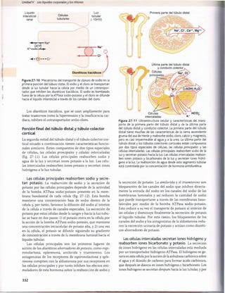 Unidad V Los líquidos corporalesy los riñones
Líquido
intersticial
renal
Células
tubulares
-
■
K+—
Luz
tubular
(-10mV)
Na+
■ c i-
(— s - Na*
S le-'
Diuréticos tiacídicos
Figura 27-10 Mecanismo del transporte de cloruro de sodio en la
primera porción del túbulo distal. El sodio y el cloro se transportan
desde la luz tubular hacia la célula por medio de un cotranspor-
tador que inhiben los diuréticos tiacídicos. El sodio es bombeado
fuera de la célula por la ATPasa sodio-potasio y el cloro se difunde
hacia el líquido intersticial a través de los canales del cloro.
Los diuréticos tiacídicos, que se usan ampliamente para
tratar trastornos como la hipertensión y la insuficiencia car­
díaca, inhiben el cotransportador sodio-cloro.
Porción final del túbulo distal y túbulo colector
cortical
La segunda m itad del túbulo distal y el túbulo colector cor­
tical situado a continuación tienen características funcio­
nales similares. Están compuestos de dos tipos especiales
de células, las células principales y células intercaladas
(fig. 27-11). Las células principales reabsorben sodio y
agua de la luz y secretan iones potasio a la luz. Las célu­
las intercaladas reabsorben iones potasio y secretan iones
hidrógeno a la luz tubular.
Las células principales reabsorben sodio y secre­
tan potasio. La reabsorción de sodio y la secreción de
potasio por las células principales depende de la actividad
de la bomba ATPasa sodio-potasio presente en la m em ­
brana basolateral de cada célula (fig. 27-12). Esta bomba
mantiene una concentración baja de sodio dentro de la
célula y, por tanto, favorece la difusión del sodio al interior
de la célula a través de canales especiales. La secreción de
potasio por estas células desde la sangre y hacia la luz tubu­
lar se hace en dos pasos: 1) el potasio entra en la célula por
la acción de la bomba ATPasa sodio-potasio, que mantiene
una concentración intracelular de potasio alta, y 2) una vez
en la célula, el potasio se difunde siguiendo su gradiente
de concentración a través de la membrana luminal hacia el
líquido tubular.
Las células principales son los primeros lugares de
acción de los diuréticos ahorradores de potasio, como espi-
ronolactona, eplerenona, amilorida y triamtereno. Los
antagonistas de los receptores de espironolactona y eple­
renona compiten con la aldosterona por sus receptores en
las células principales y por tanto inhiben los efectos esti­
muladores de esta hormona sobre la reabsorción de sodio y
la secreción de potasio. La amilorida y el triamtereno son
bloqueantes de los canales del sodio que inhiben directa­
mente la entrada del sodio en los canales del sodio de las
membranas luminales y así reducen la cantidad de sodio
que puede transportarse a través de las membranas baso-
laterales por medio de la bomba ATPasa sodio-potasio.
Esto reduce a su vez el transporte de potasio al interior de
las células y disminuye finalmente la secreción de potasio
al líquido tubular. Por esta razón, los bloqueantes de los
canales del sodio y los antagonistas de la aldosterona redu­
cen la excreción urinaria de potasio y actúan como diuréti­
cos ahorradores de potasio.
Las células intercaladas secretan iones hidrógeno y
reabsorben iones bicarbonato y potasio. La secreción
de iones hidrógeno en las células intercaladas está mediada
por un transportador hidrógeno-ATPasa. El hidrógeno se ge­
nera en esta célula por la acción de la anhidrasa carbónica sobre
el agua y el dióxido de carbono para formar ácido carbónico,
que después se disocia en iones hidrógeno y bicarbonato. Los
iones hidrógeno se secretan después hacia la luz tubular, y por
Células
intercaladas K+
Figura 27-11 Ultraestructura celular y características del trans­
porte de la primera parte del túbulo distal y de la última parte
del túbulo distal y conducto colector. La primera parte del túbulo
distal tiene muchas de las características de la rama ascendente
gruesa del asa de Henle y reabsorbe sodio, cloro, calcio y magnesio,
pero es casi impermeable al agua y a la urea. La última parte del
túbulo distal y los túbulos colectores corticales están compuestos
por dos tipos especiales de células, las células principales y las
células intercaladas. Las células principales reabsorben sodio de la
luz y secretan potasio hacia la luz. Las células intercaladas reabsor­
ben iones potasio y bicarbonato de la luz y secretan iones hidró­
geno a la luz. La reabsorción de agua desde este segmento tubular
está controlada por la concentración de hormona antidiurética.
Última parte del túbulo distal
y conducto colector
Células
332
桴瑰㨯⽢潯歳浥摩捯献潲
桴瑰㨯⽢潯歳浥摩捯献潲
 