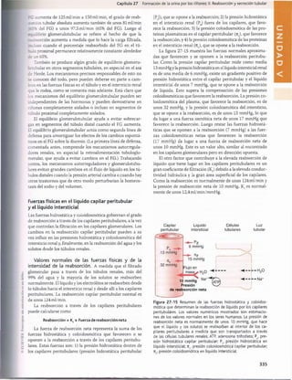 Capítulo 27 Formación de la orina por los riñones: II. Reabsorción y secreción tubular
FG aumenta de 125ml/min a 150ml/min, el grado de reab-
v .xión tubular absoluta aumenta también de unos 81 ml/min
del FG) a unos 97,5 ml/min (65% del FG). Luego el
rruüibrio glomerulotubular se refiere al hecho de que la
reabsorción aumenta a medida que lo hace la carga filtrada,
incluso cuando el porcentaje reabsorbido del FG en el tu­
rulo proximal permanece relativamente constante alrededor
de un 65%.
También se produce algún grado de equilibrio glomeru-
_rrabular en otros segmentos tubulares, en especial en el asa
de Henle. Los mecanismos precisos responsables de esto no
se conocen del todo, pero pueden deberse en parte a cam­
bios en las fuerzas físicas en el túbulo y en el intersticio renal
que le rodea, como se comenta más adelante. Está claro que
los mecanismos del equilibrio glomerulotubular pueden ser
independientes de las hormonas y pueden demostrarse en
riñones completamente aislados o incluso en segmentos de
túbulo proximal completamente aislados.
El equilibrio glomerulotubular ayuda a evitar sobrecar­
gas en segmentos del túbulo distal cuando el FG aumenta.
El equilibrio glomerulotubular actúa como segunda línea de
defensa para amortiguar los efectos de los cambios espontá­
neos en el FG sobre la diuresis. (La primera línea de defensa,
comentada antes, comprende los mecanismos autorregula­
dores renales, en especial la retroalimentación tubuloglo-
merular, que ayuda a evitar cambios en el FG.) Trabajando
juntos, los mecanismos autorreguladores y glomerulotubu-
lares evitan grandes cambios en el flujo de líquido en los tú-
bulos distales cuando la presión arterial cambia o cuando hay
otros trastornos que de otro modo perturbarían la homeos­
tasis del sodio y del volumen.
Fuerzas físicas en el líquido capilar peritubular
y el líquido intersticial
Las fuerzas hidrostática y coloidosmótica gobiernan el grado
de reabsorción a través de los capilares peritubulares, a la vez
que controlan la filtración en los capilares glomerulares. Los
cambios en la reabsorción capilar peritubular pueden a su
vez influir en las presiones hidrostática y coloidosmótica del
intersticio renal y, finalmente, en la reabsorción del agua y los
solutos desde los túbulos renales.
Valores normales de las fuerzas físicas y de la
intensidad de la reabsorción. A medida que el filtrado
glomerular pasa a través de los túbulos renales, más del
99% del agua y la mayoría de los solutos se reabsorben
normalmente. El líquido y los electrólitos se reabsorben desde
lo túbulos hacia el intersticio renal y desde allí a los capilares
peritubulares. La reabsorción capilar peritubular normal es
de unos 124 ml/min.
La reabsorción a través de los capilares peritubulares
puede calcularse como
Reabsorción = Kf x Fuerza de reabsorción neta
La fuerza de reabsorción neta representa la suma de las
fuerzas hidrostática y coloidosmótica que favorecen o se
oponen a la reabsorción a través de los capilares peritubu­
lares. Estas fuerzas son: 1) la presión hidrostática dentro de
los capilares peritubulares (presión hidrostática peritubular
[P ]), que se opone a la reabsorción; 2) la presión hidrostática
en el intersticio renal (P,) fuera de los capilares, que favo­
rece la reabsorción; 3) la presión coloidosmótica de las pro­
teínas plasmáticas en el capilar peritubular (7 tc), que favorece
la reabsorción, y 4) la presión coloidosmótica de las proteínas
en el intersticio renal (ji^), que se opone a la reabsorción.
La figura 27-15 muestra las fuerzas normales aproxima­
das que favorecen y se oponen a la reabsorción peritubu­
lar. Como la presión capilar peritubular mide como media
13 mmHg yla presión hidrostática en el líquido intersticial renal
es de una media de 6 mmHg, existe un gradiente positivo de
presión hidrostática entre el capilar peritubular y el líquido
intersticial de unos 7 mmHg, que se opone a la reabsorción
de líquido. Esto supera la compensación de las presiones
coloidosmóticas que favorecen la reabsorción. La presión co­
loidosmótica del plasma, que favorece la reabsorción, es de
unos 32 mmHg, y la presión coloidosmótica del intersticio,
que se opone a la reabsorción, es de unos 15 mmHg, lo que
da lugar a una fuerza osmótica neta de unos 17 mmHg que
favorece la reabsorción. Luego restar las fuerzas hidrostá-
ticas que se oponen a la reabsorción (7 mmHg) a las fuer­
zas coloidosmóticas netas que favorecen la reabsorción
(17 mmHg) da lugar a una fuerza de reabsorción neta de
unos 10 mmHg. Este es un valor alto, similar al encontrado
en los capilares glomerulares pero en dirección opuesta.
El otro factor que contribuye a la elevada reabsorción de
líquido que tiene lugar en los capilares peritubulares es un
gran coeficiente de filtración (K.) debido a la elevada conduc­
tividad hidráulica y la gran área superficial de los capilares.
Como la reabsorción es normalmente de unos 124 ml/min y
la presión de reabsorción neta de 10 mmHg, If es normal­
mente de unos 12,4ml/min/mmHg.
Capilar
peritubular
Líquido
Intersticial
-P ¡f
6 mmHg
Células
tubulares
Luz
tubular
- H 20
■- Na+
10 mmHg Na (Át p )
Presión v i /
de reabsorción neta
Figura 27-15 Resumen de las fuerzas hidrostática y coloidos­
mótica que determinan la reabsorción de líquido por los capilares
peritubulares. Los valores numéricos mostrados son estimacio­
nes de los valores normales en los seres humanos. La presión de
reabsorción neta es normalmente de unos 10 mmHg, que hace
que el líquido y los solutos se reabsorban al interior de los ca­
pilares peritubulares a medida que son transportados a través
de las células tubulares renales. ATP, adenosina trifosfato; Pc, pre­
sión hidrostática capilar peritubular; P(|1 presión hidrostática en
líquido intersticial; nc, presión coloidosmótica capilar peritubular;
jiu
, presión coloidosmótica en líquido intersticial.
335
桴瑰㨯⽢潯歳浥摩捯献潲
桴瑰㨯⽢潯歳浥摩捯献潲
 