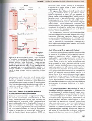 ELSEVIER.
Fotocopiar
sin
autorización
es
un
delito.
Capítulo 27 Formación de la orina por los riñones: II. Reabsorción y secreción tubular
Normal
Peritubular
capillary
Líquido
intersticial
Células
tubulares
Luz
Reducción de la reabsorción
Figura 27-16 Reabsorción tubular proximal y capilar peritubular
en condiciones normales (arriba) y durante una reducción de la
reabsorción capilar peritubular (abajo) debido a un aumento de
la presión hidrostática capilar peritubular (Pc) o a una reducción
de la presión coloidosmótica capilar peritubular (7tc). La menor
reabsorción capilar peritubular reduce, a su vez, la reabsorción neta
de solutos y de agua aumentando las cantidades de solutos y de
agua que vuelven a la luz tubular a través de las uniones estre­
chas de las células epiteliales tubulares, en especial en el túbulo
proximal.
estrechamente con la reabsorción neta de agua y solutos
de la luz tubular hacia el intersticio. Luego, en general, las
fuerzas que aumentan la reabsorción capilar peritubular
también aumentan la reabsorción desde los túbulos renales.
Por el contrario, los cambios hemodinámicos que inhiben la
reabsorción capilar peritubular también inhiben la reab­
sorción tubular de agua y solutos.
Efecto de la presión arterial sobre la diuresis:
presión-natriuresis y presión-diuresis
Incluso pequeños incrementos en la presión arterial pue­
den provocar aumentos en la excreción urinaria de sodio
y agua, fenómenos que se conocen como natriuresis por
presión y diuresis por presión. Debido a los mecanismos
autorreguladores descritos en el capítulo 26, el aumento de
la presión arterial entre los límites de 75 y 160 mmHg suele
tener sólo un efecto pequeño sobre el flujo sanguíneo renal
y el FG. El ligero incremento del FG que se produce con­
tribuye en parte al efecto del aumento de la presión arterial
sobre la diuresis. Cuando la autorregulación del FG está
deteriorada, como ocurre a menudo en las nefropatías,
el aumento de la presión arterial da lugar a incrementos
mucho mayores del FG.
Un segundo efecto del aumento de la presión arterial
renal que incrementa la diuresis es que reduce el porcen­
taje de la carga filtrada de sodio y agua que reabsorben los
túbulos. Los mecanismos responsables de este efecto son un
ligero incremento en la presión hidrostática capilar peritu­
bular, en especial en los vasos rectos de la médula renal, y
un posterior aumento de la presión hidrostática en el líquido
intersticial renal. Como se comentó antes, un aumento en la
presión hidrostática en el líquido intersticial renal favorece la
retrodifusión de sodio a la luz tubular, lo que reduce la reab­
sorción neta de sodio y agua y aumenta aún más la diuresis
cuando la presión arterial aumenta.
Un tercer factor que contribuye a los mecanismos de pre-
sión-natriuresis y presión-diuresis es la menor formación de
angiotensina II. La propia angiotensina II aumenta la reab­
sorción de sodio en los túbulos; también estimula la secre­
ción de aldosterona, lo que aumenta la reabsorción de sodio.
Luego, la reducción de la angiotensina II contribuye a la
menor reabsorción tubular de sodio que tiene lugar cuando
aumenta la presión arterial.
Control hormonal de la reabsorción tubular
La regulación precisa de los volúmenes y concentraciones
de solutos en los líquidos corporales exige que los riño­
nes excreten los diferentes solutos y agua con una inten­
sidad variable a veces independientemente unos de otros.
Por ejemplo, cuando aumenta la ingestión de potasio, los
riñones deben excretar más potasio manteniendo una
excreción normal de sodio y electrólitos. Además, cuando
cambia la ingestión de sodio, los riñones deben ajustar ade­
cuadamente su excreción en la orina sin cambiar mucho la
excreción de otros electrólitos. Varias horm onas del orga­
nismo proporcionan esta especificidad a la reabsorción
tubular para diferentes electrólitos y agua. La tabla 27-3
resume algunas de las horm onas im portantes que regulan
la reabsorción tubular, sus principales lugares de acción en
el túbulo renal y sus efectos sobre la excreción de agua y de
solutos. Algunas de estas horm onas se comentan con más
detalle en los capítulos 28 y 29, pero nosotros revisaremos
brevemente sus acciones en el túbulo renal en los siguien­
tes párrafos.
La aldosterona aumenta la reabsorción de sodio y
estimula la secreción de potasio. La aldosterona, que
secretan las células de la glomerulosa de la corteza supra­
rrenal, es un regulador importante de la reabsorción de sodio
y la secreción de potasio en los túbulos renales. Un lugar de
acción tubular renal importante de la aldosterona son las
células principales del túbulo colector cortical. El meca­
nismo por el cual la aldosterona aumenta la reabsorción de
sodio mientras incrementa a la vez la secreción de potasio
es estimulando la bomba ATPasa sodio-potasio en el lado
basolateral de la membrana del túbulo colector cortical. La
aldosterona también aumenta la permeabilidad al sodio del
lado luminal de la membrana. Los mecanismos celulares de
la acción de la aldosterona se exponen en el capítulo 77.
33 7
桴瑰㨯⽢潯歳浥摩捯献潲
桴瑰㨯⽢潯歳浥摩捯献潲
 