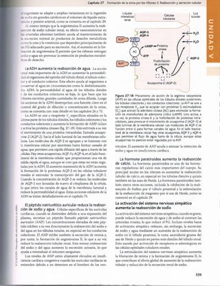 ©
i
:
i
.
S
I.
V
II
:
I
.
Potocoplur
nIii
iiutoi'l/.aclòn

•
?
,
u
n
dtilllo.
Capítulo 27 Formación de la orina por los riñones: II. Reabsorción y secreción tubular
¿ rrganismo se adapte a amplias variaciones en la ingestión
¿¿ sodio sin grandes cambios en el volumen de líquido extra­
p o la r y presión artería! como se comenta en el capítulo 29.
Al mismo tiempo que la angiotensina II aumenta la reab-
rción de sodio tubular renal, su efecto vasoconstrictor en
arteriolas eferentes también ayuda al mantenimiento de
excreción normal de productos de desecho metabólicos
como la urea y la creatinina que dependen principalmente de
FG adecuado para su excreción. Así, el aumento en la for­
mación de angiotensina II permite que los riñones retengan
sodio y agua sin provocar la retención de productos metabó-
jcos de desecho.
La ADH aumenta la reabsorción de agua. La acción
renal más importante de la ADH es aumentar la permeabili­
dad al organismo del epitelio del túbulo distal, el túbulo colec­
tor y el conducto colector. Este efecto ayuda al organismo a
conservar el agua en circunstancias como la deshidratación.
Sin ADH, la permeabilidad al agua de los túbulos distales
y de los conductos colectores es baja, lo que hace que los
riñones excreten grandes cantidades de orina diluida. Luego
las acciones de la ADH desempeñan una función clave en el
control del grado de dilución o concentración de la orina,
como se comenta con más detalle en los capítulos 28 y 75.
La ADH se une a receptores V2 específicos situados en la
última parte de los túbulos distales, los túbulos colectores y los
conductos colectores y aumenta la formación de AMP cíclico
y activa las proteína cinasas (fig. 27-18). Esto estimula a su vez
el movimiento de una proteína intracelular, llamada acuapo-
rina-2 (AQP-2), hacia el lado luminal de las membranas celu­
lares. Las moléculas de AQP-2 se agrupan y se fusionan con
la membrana celular por exocitosis hasta formar canales de
agua, que permiten una rápida difusión del agua a través de las
células. Hay otras acuaporinas, AQP-3 y AQP-4, en el lado baso-
lateral de la membrana celular que proporcionan una vía de
salida rápida al agua, aunque se cree que estas no están regu­
ladas por la ADH. El aumento mantenido de la ADH aumenta
la formación de la proteínas AQP-2 en las células tubulares
renales al estimular la transcripción del gen de la AQP-2.
Cuando la concentración de AQP-2 se reduce, las moléculas
de AQP-2 son lanzadas de nuevo al citoplasma de la célula,
lo que retira los canales de agua de la membrana luminal y
reduce la permeabilidad al agua. Estas acciones celulares de la
ADH se tratan detalladamente en el capítulo 75.
El péptido natriurético auricular reduce la reabsor­
ción de sodio y agua. Células específicas de las aurículas
cardíacas, cuando se distienden debido a una expansión del
plasma, secretan un péptido llamado péptido natriurético
auricular (ANP). Las concentraciones elevadas de este pép­
tido inhiben a su vez directamente la reabsorción del sodio y
del agua en los túbulos renales, en especial en los conductos
colectores. El ANP inhibe también la secreción de renina y,
por tanto, la formación de angiotensina II, lo que a su vez
reduce la reabsorción tubular renal. Esta menor reabsorción
del sodio y del agua aumenta la excreción urinaria, lo que
ayuda a normalizar el volumen sanguíneo.
Los niveles de ANP están altamente elevados en insufi­
ciencia cardíaca congestiva cuando las aurículas cardíacas se
extienden debido a un deterioro en el bombeo de los ven-
Líquido
intersticial
renal
Células
tubulares
Luz
tubular
Figura 27-18 Mecanismo de acción de la arginina vasopresina
(AVP) en las células epiteliales de los túbulos distales posteriores,
los túbulos colectores y los conductos colectores. La AVP se une a
sus receptores V2, que se acoplan con proteínas G estimuladoras
(Gs) que activan la adenilato ciclasa (AC) para estimular la forma­
ción de monofosfato de adenosina cíclico (cAMP). Esto activa, a
su vez, la proteina cinasa A y la fosforilación de proteínas intra-
celulares, para provocar el movimiento de acuaporina-2 (AQP-2) al
lado luminal de la membrana celular. Las moléculas de AQP-2 se
funden entre sí para formar canales de agua. En el lado basola-
teral de la membrana celular hay otras acuaporinas, AQP-3 y AQP-4,
que permiten el flujo de agua fuera de la célula, aunque estas
acuaporinas no parecen estar reguladas por la AVP.
trículos. El aumento de ANP ayuda a atenuar la retención de
sodio y agua en insuficiencia cardíaca.
La hormona paratiroidea aumenta la reabsorción
de calcio. La hormona paratiroidea es una de las horm o­
nas reguladoras del calcio más importantes del cuerpo. Su
principal acción en los riñones es aumentar la reabsorción
tubular de calcio, en especial en los túbulos distales y quizás
también en las asas de Henle. La hormona paratiroidea tam ­
bién ejerce otras acciones, incluida la inhibición de la reab­
sorción de fosfato por el túbulo proximal y la estimulación
de la reabsorción de magnesio por el asa de Henle, como se
comentó en el capítulo 29.
La activación del sistema nervioso simpático
aumenta la reabsorción de sodio
La activación del sistema nervioso simpático, cuando es grave,
puede reducir la excreción de agua y de sodio al contraer las
arteriolas renales, lo que reduce el FG. Incluso niveles bajos
de activación simpática reducen, sin embargo, la excreción
de sodio y agua mediante un aumento de la reabsorción de
sodio en el túbulo próxima! la rama ascendente gruesa del
asa de Henle y quizás en partes más distales del túbulo renal.
Esto sucede por activación de receptores a-adrenérgicos en
las células epiteliales tubulares renales.
La estimulación del sistema nervioso simpático aumenta
la liberación de renina y la formación de angiotensina II, lo
que contribuye al efecto global de aumento de la reabsorción
tubular y reducción de la excreción renal de sodio.
339
U
N
I
D
A
D
V
桴瑰㨯⽢潯歳浥摩捯献潲
桴瑰㨯⽢潯歳浥摩捯献潲
 