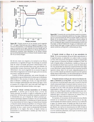 Unidad V Los líquidos corporalesy los riñones
NaCI HoO
* 300
NaCI
Tiempo (minutos)
Figura 28-1 Diuresis acuosa en un ser humano tras la ingestión
de 1 l de agua. Obsérvese que, tras la ingestión de agua, el volu­
men de orina aumenta y la osmolaridad urinaria disminuye, lo que
causa la excreción de un gran volumen de orina diluida; pero la
cantidad total de solutos excretada por los riñones permanece re­
lativamente constante. Estas respuestas de los riñones impiden
que la osmolaridad plasmática se reduzca mucho durante la inges­
tión de un exceso de agua.
dor de seis veces con respecto a lo normal en los 45 min
posteriores a la ingestión del agua. Sin embargo, la cantidad
total de soluto excretado permanece relativamente cons­
tante ya que la orina formada llega a estar muy diluida y la
osmolaridad urinaria disminuye desde 600 hasta cerca de
100 mOsm/1. Así, tras la ingestión de un exceso de agua el
riñón libra al organismo del exceso de agua, pero no excreta
una mayor cantidad de solutos.
Cuando el filtrado glomerular está recién formado, su
osmolaridad es aproximadamente la misma que la del plasma
(300 mOsm/1). Para excretar el exceso de agua es necesario
diluir el filtrado a medida que circula a lo largo del tùbulo.
Esto se consigue reabsorbiendo más solutos que agua, como
se muestra en la figura 28-2, pero esto sólo tiene lugar en
ciertos segmentos del sistema tubular, como sigue.
El líquido tubular continúa ¡soosmótico en el tùbulo
proximal. A m edida que el líquido fluye a través del
tùbulo proximal, los solutos y el agua se reabsorben en igual
proporción, de forma que se producen pequeños cambios en
la osmolaridad; así, que el líquido del tùbulo proximal per­
manece isoosmótico respecto al plasma, con una osmolaridad
aproximada de 300 mOsm/1. A medida que el líquido pasa por
el asa descendente de Henle, el agua se reabsorbe por osmosis
y el líquido tubular alcanza el equilibrio con el líquido inters­
ticial circundante de la médula renal, que es muy hipertónico
(alrededor de dos a cuatro veces la osmolaridad del filtrado
glomerular en su origen). Por tanto, el líquido tubular va
aumentando su concentración a medida que fluye hacia la
médula interna.
600 600 • 600
Figura 28-2 Formación de una orina diluida cuando las concentra­
ciones de hormona antidiurética (ADH) son muy bajas. Obsérvese
que, en el asa ascendente de Henle, el líquido tubular se hace muy
diluido. En los túbulos distales y colectores, el líquido tubular se
diluye todavía más debido a la reabsorción de cloruro de sodio y a
que no se reabsorbe agua cuando las concentraciones de ADH son
muy bajas. La falta de reabsorción de agua y la reabsorción conti­
nua de solutos dan lugar a un gran volumen de orina diluida. (Los
valores numéricos corresponden a miliosmoles por litro.)
El líquido tubular se diluye en el asa ascendente de
Henle. En la rama ascendente del asa de Henle, especialmente en
el segmento grueso, se reabsorben con avidez el sodio, el potasio
y el cloro. Pero esta porción del segmento tubular es impermeable
al agua incluso en presencia de grandes cantidades de ADH. Por
tanto, el líquido tubular va diluyéndose a medida que fluye por el
asa ascendente de Henle hacia la porción inicial del tùbulo distai,
con una osmolaridad que disminuye progresivamente hasta llegar
a unos 100mOsm/1 cuando el líquido entra en la porción inicial del
segmento tubular distal. De este modo, independientemente de si
hay onoADH, el líquido que abandona laparte inicialdelsegmento
tubular distal es hipoosmótico, con una osmolaridad que es tan sólo
alrededor de la terceraparte de la osmolaridad delplasma.
El líquido tubular se diluye aún más en los túbulos dis­
tales y colectores si no hay ADH. Cuando el líquido diluido
de la porción inicial del tùbulo distai pasa a la porción final del
tùbulo contorneado distal, el conducto colector cortical y el con­
ducto colector, se produce una reabsorción adicional de cloruro
de sodio. Si no hay ADH, esta porción del tùbulo es también
impermeable al agua, con lo que la reabsorción adicional de
solutos hace que el líquido tubular se diluya todavía más, redu­
ciendo su osmolaridad hasta tan sólo 50 mOsm/1. El que no se
reabsorba agua y continúe la reabsorción de solutos lleva a la
formación de un gran volumen de orina diluida
En resumen, el mecanismo de formación de orina diluida
consiste en la reabsorción continua de solutos en los seg­
mentos distales del sistema tubular mientras no se reabsorbe
el agua. En riñones sanos, el líquido que deja el asa ascen­
dente de Henle y la primera parte del tùbulo distai está siem­
pre diluido, sea cual sea la concentración de ADH. Si falta la
ADH, la orina se diluye más en la parte final del tùbulo distai
y en los conductos colectores, con lo que se excreta un gran
volumen de orina diluida.
346
桴瑰㨯⽢潯歳浥摩捯献潲
桴瑰㨯⽢潯歳浥摩捯献潲
 