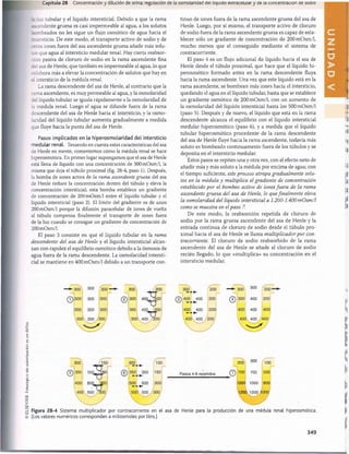 ELSEVIER.
Fotocopiar
sin
autorización
es
u
n
delito.
Capítulo 28 Concentración y dilución de orina; regulación de la osmolaridad del líquido extracelular y de la concentración ae soaio
js luz tubular y el líquido intersticial. Debido a que la rama
sscendente gruesa es casi impermeable al agua, a los solutos
bo mbeados no les sigue un flujo osmótico de agua hacia el
mzersticio. De este modo, el transporte activo de sodio y de
:cros iones fuera del asa ascendente gruesa añade más solu­
tos que agua al intersticio medular renal. Hay cierta reabsor­
ción pasiva de cloruro de sodio en la rama ascendente fina
cei asa de Henle, que también es impermeable al agua, lo que
colabora más a elevar la concentración de solutos que hay en
è intersticio de la médula renal.
La rama descendente del asa de Henle, al contrario que la
rama ascendente, es muy permeable al agua, y la osmolaridad
del líquido tubular se iguala rápidamente a la osmolaridad de
la médula renal. Luego el agua se difunde fuera de la rama
descendente del asa de Henle hacia el intersticio, y la osmo­
laridad del líquido tubular aumenta gradualmente a medida
que fluye hacia la punta del asa de Henle.
Pasos implicados en la hiperosmolaridad del intersticio
medular renal. Teniendo en cuenta estas características del asa
de Henle en mente, comentemos cómo la médula renal se hace
hiperosmótica. En primer lugar supongamos que el asa de Henle
está llena de líquido con una concentración de 300 mOsm/1, la
misma que deja el tùbulo proximal (fig. 28-4, paso 1). Después,
la bomba de iones activa de la rama ascendente gruesa del asa
de Henle reduce la concentración dentro del tùbulo y eleva la
concentración intersticial; esta bomba establece un gradiente
de concentración de 200 mOsm/1 entre el líquido tubular y el
líquido intersticial (paso 2). El límite del gradiente es de unos
200 mOsm/l porque la difusión paracelular de iones de vuelta
al tùbulo compensa finalmente el transporte de iones fuera
de la luz cuando se consigue un gradiente de concentración de
200 mOsm/1.
El paso 3 consiste en que el líquido tubular en la rama
descendente del asa de Henle y el líquido intersticial alcan­
zan con rapidez el equilibrio osmótico debido a la osmosis de
agua fuera de la rama descendente. La osmolaridad intersti­
cial se mantiene en 400 mOsm/1 debido a un transporte con­
tinuo de iones fuera de la rama ascendente gruesa del asa de
Henle. Luego, por sí mismo, el transporte activo de cloruro
de sodio fuera de la rama ascendente gruesa es capaz de esta­
blecer sólo un gradiente de concentración de 200 mOsm/1,
mucho menos que el conseguido mediante el sistema de
contracorriente.
El paso 4 es un flujo adicional de líquido hacia el asa de
Henle desde el túbulo proximal, que hace que el líquido hi-
perosmótico formado antes en la rama descendente fluya
hacia la rama ascendente. Una vez que este líquido está en la
rama ascendente, se bombean más iones hacia el intersticio,
quedando el agua en el líquido tubular, hasta que se establece
un gradiente osmótico de 200 mOsm/1, con un aumento de
la osmolaridad del líquido intersticial hasta los 500 mOsm/1
(paso 5). Después y de nuevo, el líquido que está en la rama
descendente alcanza el equilibrio con el líquido intersticial
medular hiperosmótico (paso 6), y a medida que el líquido
tubular hiperosmótico procedente de la rama descendente
del asa de Henle fluye hacia la rama ascendente, todavía más
soluto es bombeado continuamente fuera de los túbulos y se
deposita en el intersticio medular.
Estos pasos se repiten una y otra vez, con el efecto neto de
añadir más y más soluto a la médula por encima de agua; con
el tiempo suficiente, este proceso atrapa gradualmente solu­
tos en la médula y multiplica el gradiente de concentración
establecido por el bombeo activo de iones fuera de la rama
ascendente gruesa del asa de Henle, lo que finalmente eleva
la osmolaridad del líquido intersticial a 1.200-1.400 mOsm/l
como se muestra en el paso 7.
De este modo, la reabsorción repetida de cloruro de
sodio por la rama gruesa ascendente del asa de Henle y la
entrada continua de cloruro de sodio desde el túbulo pro­
ximal hacia el asa de Henle se llama multiplicador por con­
tracorriente. El cloruro de sodio reabsorbido de la rama
ascendente del asa de Henle se añade al cloruro de sodio
recién llegado, lo que «multiplica» su concentración en el
intersticio medular.
©
300 . 200
U
300 400 . 200
1 u
300 400. 200
T T
300
©
150
o
300 350 . 150
400 500 300
Pasos 4-6 repetidos
300 300 100
©700 700 500
1000 1000 800
1200 1200 1000
Figura 28-4 Sistema multiplicador por contracorriente en el asa de Henle para la producción de una médula renal hiperosmótica.
(Los valores numéricos corresponden a miliosmoles por litro.)
349
桴瑰㨯⽢潯歳浥摩捯献潲
桴瑰㨯⽢潯歳浥摩捯献潲
 