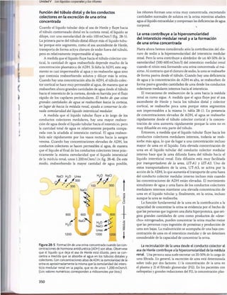 Unidad V Los líquidos corporalesy los riñones
Función del tùbulo distai y de los conductos
colectores en la excreción de una orina
concentrada
Cuando el líquido tubular deja el asa de Henle y fluye hacia
el tùbulo contorneado distal en la corteza renal, el líquido se
diluye, con una osmolaridad de sólo 100m 0sm /l (fig. 28-5).
La primera parte del tubulo distai diluye más el líquido tubu­
lar porque este segmento, como el asa ascendente de Henle,
transporta de forma activa cloruro de sodio fuera del tùbulo,
pero es relativamente impermeable al agua.
A medida que el líquido fluye hacia el tùbulo colector cor­
tical, la cantidad de agua reabsorbida depende mucho de la
concentración plasmática de ADH. Si falta la ADH, este seg­
mento es casi impermeable al agua y no reabsorbe agua sino
que continúa reabsorbiendo solutos y diluye más la orina.
Cuando hay una concentración alta de ADH, el tùbulo colec­
tor cortical se hace muy permeable al agua, de manera que se
reabsorben ahora grandes cantidades de agua desde el tùbulo
hacia el intersticio de la corteza, donde es barrida por el flujo
rápido de los capilares peritubulares. El hecho de que estas
grandes cantidades de agua se reabsorban hacia la corteza,
en lugar de hacia la médula renal, ayuda a conservar la ele­
vada osmolaridad del líquido intersticial medular.
A medida que el líquido tubular fluye a lo largo de los
conductos colectores medulares, hay una mayor reabsor­
ción de agua desde el líquido tubular hacia el intersticio, pero
la cantidad total de agua es relativamente pequeña compa­
rada con la añadida al intersticio cortical. El agua reabsor­
bida sale rápidamente por los vasos rectos hacia la sangre
venosa. Cuando hay concentraciones elevadas de ADH, los
conductos colectores se hacen permeables al agua, de manera
que el líquido al final de los conductos colectores tiene prác­
ticamente la misma osmolaridad que el líquido intersticial
de la médula renal, unos 1.200 mOsm/1 (v. fig. 28-4). De este
modo, reabsorbiendo la mayor cantidad de agua posible,
Figura 28-5 Formación de una orina concentrada cuando las con­
centraciones de hormona antidiurética (ADH) son altas. Obsérvese
que el líquido que deja el asa de Henle está diluido, pero se con­
centra a medida que se absorbe el agua en los túbulos distales y
colectores. Con concentraciones altas de ADH, la osmolaridad de la
orina es aproximadamente la misma que la osmolaridad del inters­
ticio medular renal en la papila, que es de unos 1.200 mOsm/l.
(Los valores numéricos corresponden a miliosmoles por litro.)
los riñones forman una orina muy concentrada, excretando
cantidades normales de solutos en la orina mientras añaden
agua al líquido extracelular y compensan las deficiencias de agua
corporal.
La urea contribuye a la hiperosmolaridad
del intersticio medular renal y a la formación
de una orina concentrada
Hasta ahora hemos considerado sólo la contribución del clo­
ruro de sodio a la hiperosmolaridad del intersticio medular
renal. Pero la urea contribuye a alrededor de un 40-50% de la
osmolaridad (500-600 mOsm/i) del intersticio medular renal
cuando el riñón está formando una orina concentrada al má­
ximo. Al contrario que el cloruro de sodio, la urea se reabsorbe
de forma pasiva desde el tùbulo. Cuando hay una deficiencia
de agua y la concentración de ADH es alta, se reabsorben de
forma pasiva grandes cantidades de urea desde los conductos
colectores medulares internos hacia el intersticio.
El mecanismo de reabsorción de la urea hacia la médula
renal es como sigue. A medida que el agua fluye por el asa
ascendente de Henle y hacia los túbulos distal y colector
cortical, se reabsorbe poca urea porque estos segmentos
son impermeables a la misma (v. tabla 28-1). En presencia
de concentraciones elevadas de ADH, el agua se reabsorbe
rápidamente desde el tùbulo colector cortical y la concen­
tración de urea aumenta rápidamente porque la urea no es
muy difusible en esta parte del tùbulo.
Entonces, a medida que el líquido tubular fluye hacia los
conductos colectores medulares internos, todavía se reab­
sorbe más agua, lo que da lugar a una concentración incluso
mayor de urea en el líquido. Esta elevada concentración de
urea en el líquido tubular del conducto colector medular
interno hace que la urea difunda fuera del tùbulo hacia el
líquido intersticial renal. Esta difusión está muy facilitada
por transportadores de la urea, UT-AI y UT-A3. Uno de
estos transportadores de la urea, UT-A3, se activa por la
acción de la ADH, lo que aumenta el transporte de urea fuera
del conducto colector medular interno incluso más cuando
las concentraciones de ADH están elevadas. El movimiento
simultáneo de agua y urea fuera de los conductos colectores
medulares internos mantiene una elevada concentración de
urea en el líquido tubular y, finalmente, en la orina, incluso
aunque la urea se reabsorba.
La función fundamental de la urea en la contribución a la
capacidad de concentrar la orina se evidencia por el hecho de
que las personas que ingieren una dieta hiperproteica, que ori­
gina grandes cantidades de urea como productos de «dese­
cho» nitrogenados, pueden concentrar la orina mucho mejor
que las personas cuya ingestión de proteínas y producción de
urea son bajas. La malnutrición se acompaña de una baja con­
centración de urea en el intersticio medular y de un deterioro
considerable de la capacidad de concentrar la orina.
La recirculación de la urea desde el conducto colector al
asa de Henle contribuye a la hiperosmolaridad de la médula
renal. Una persona sana suele excretar un 20-50% de la carga de
urea filtrada. En general, la excreción de urea está determinada
sobre todo por dos factores: 1) la concentración de la urea en
el plasma y 2) el filtrado glomerular (FG). En los pacientes con
nefropatías y grandes reducciones del FG, la concentración plas-
350
桴瑰㨯⽢潯歳浥摩捯献潲
桴瑰㨯⽢潯歳浥摩捯献潲
 